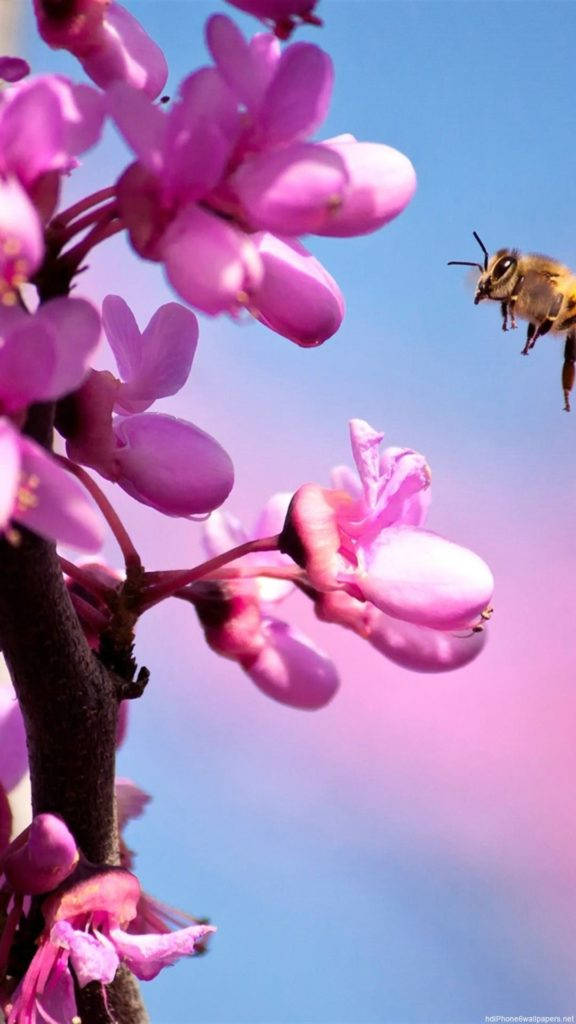 ピンクの蘭の花 iPhone 壁紙