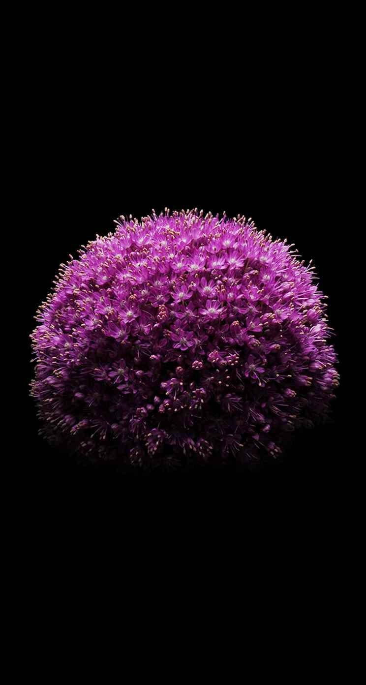 アリウムの花 iPhone SE 壁紙