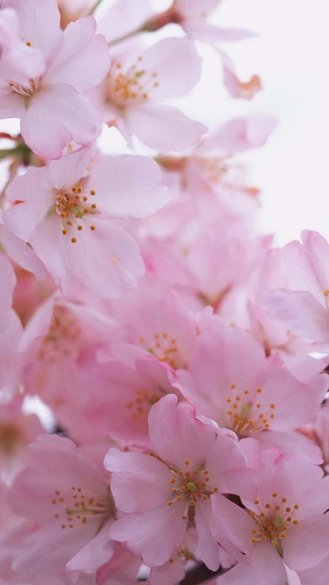 爽やかな風：iPhoneのガラスから咲く鮮やかな花 壁紙