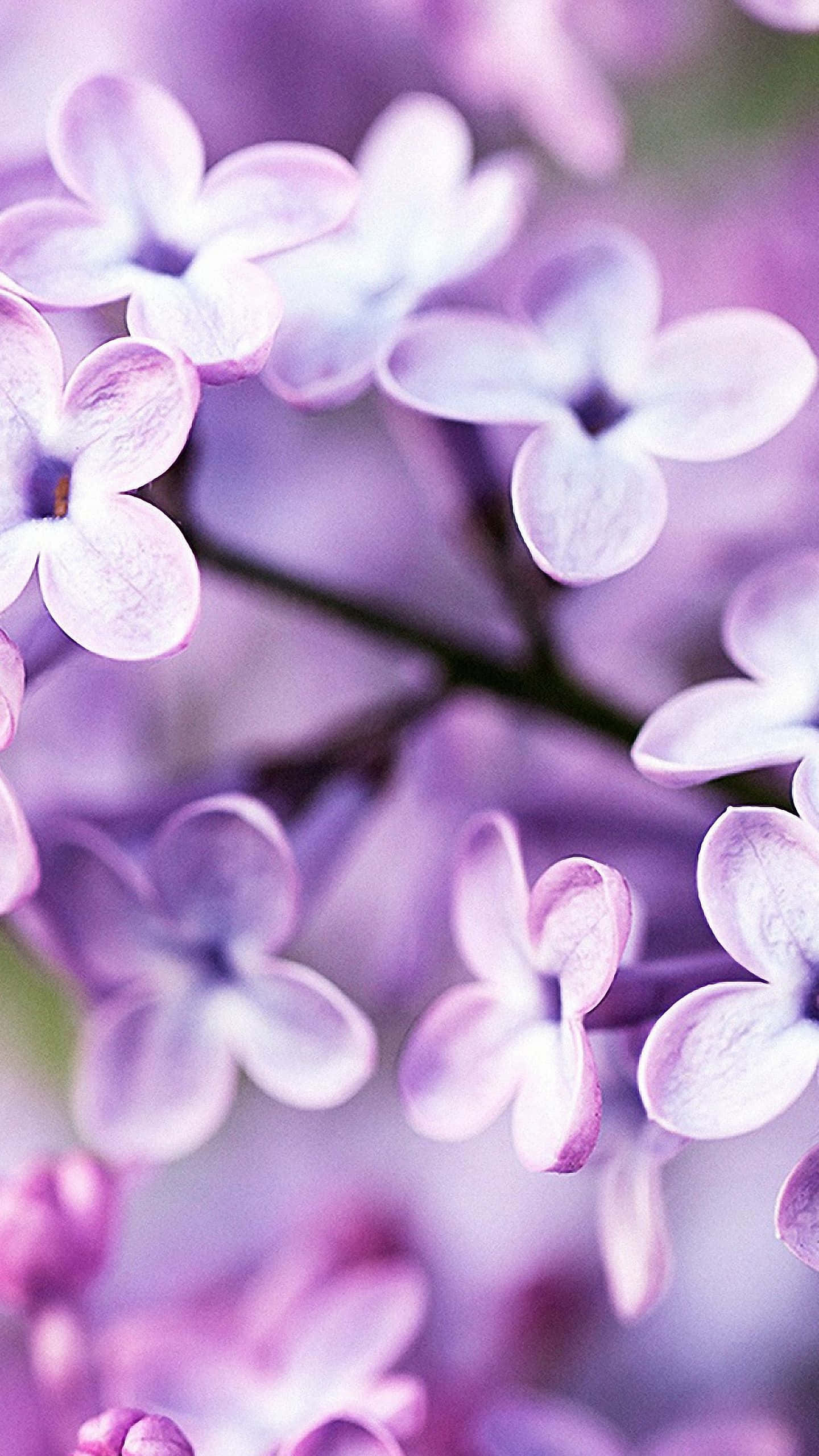 花のiPhoneで自然の美しさを感じる 壁紙