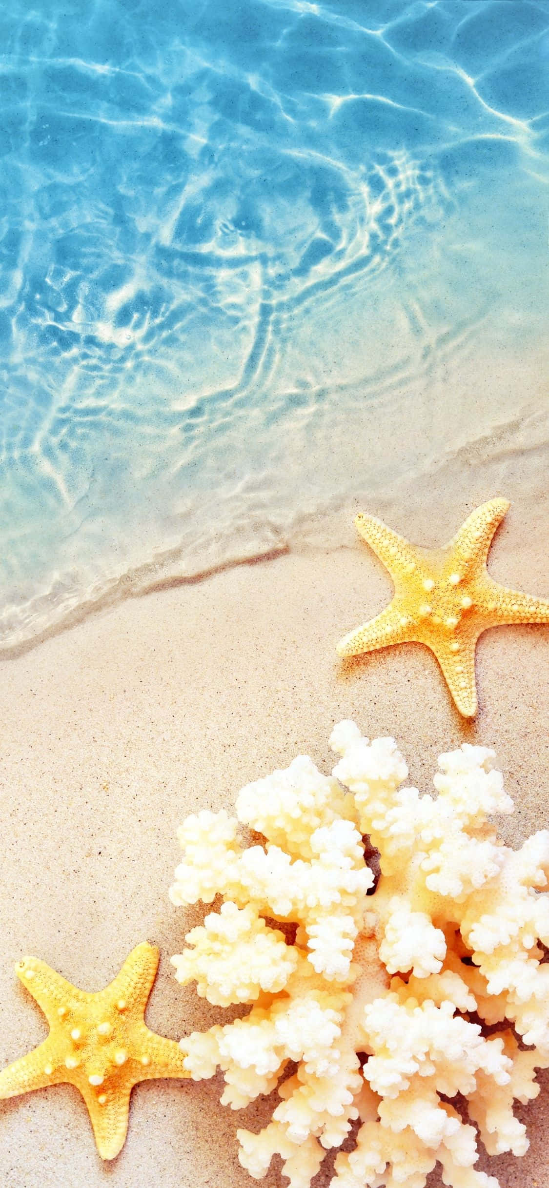 ヒトデとサンゴ iPhone X 夏の背景 壁紙
