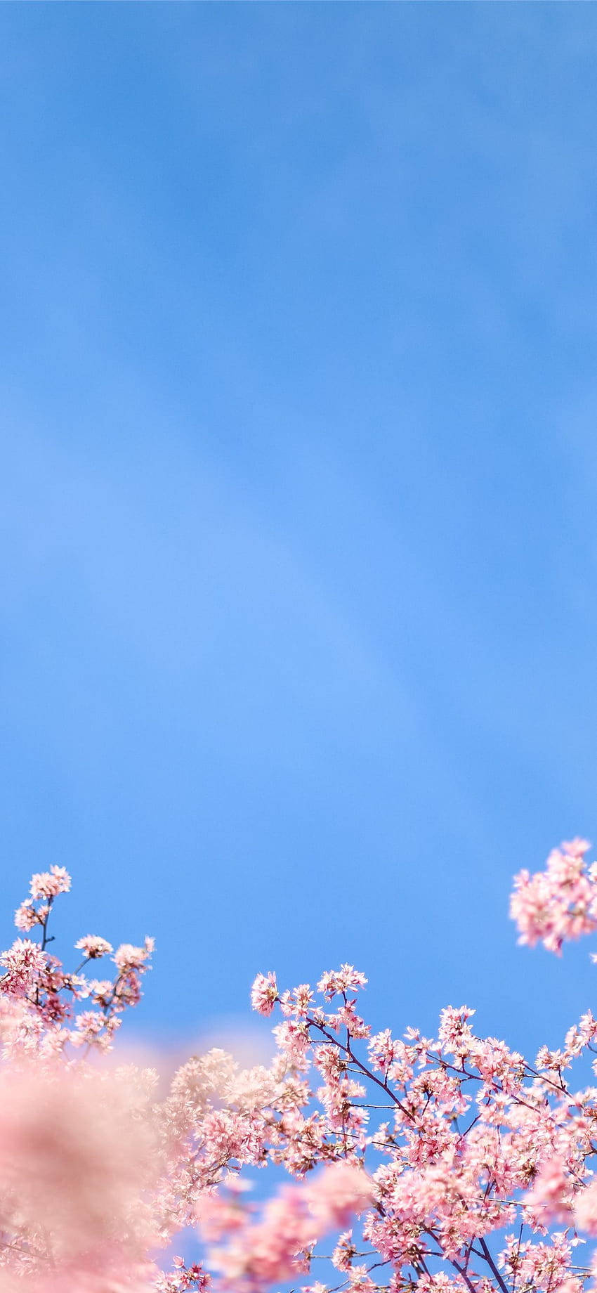美しいiPhone X 白い桜 壁紙