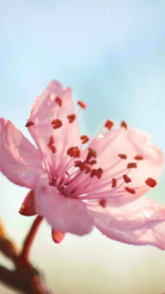 かわいいピンクの花のiPhone壁紙 壁紙