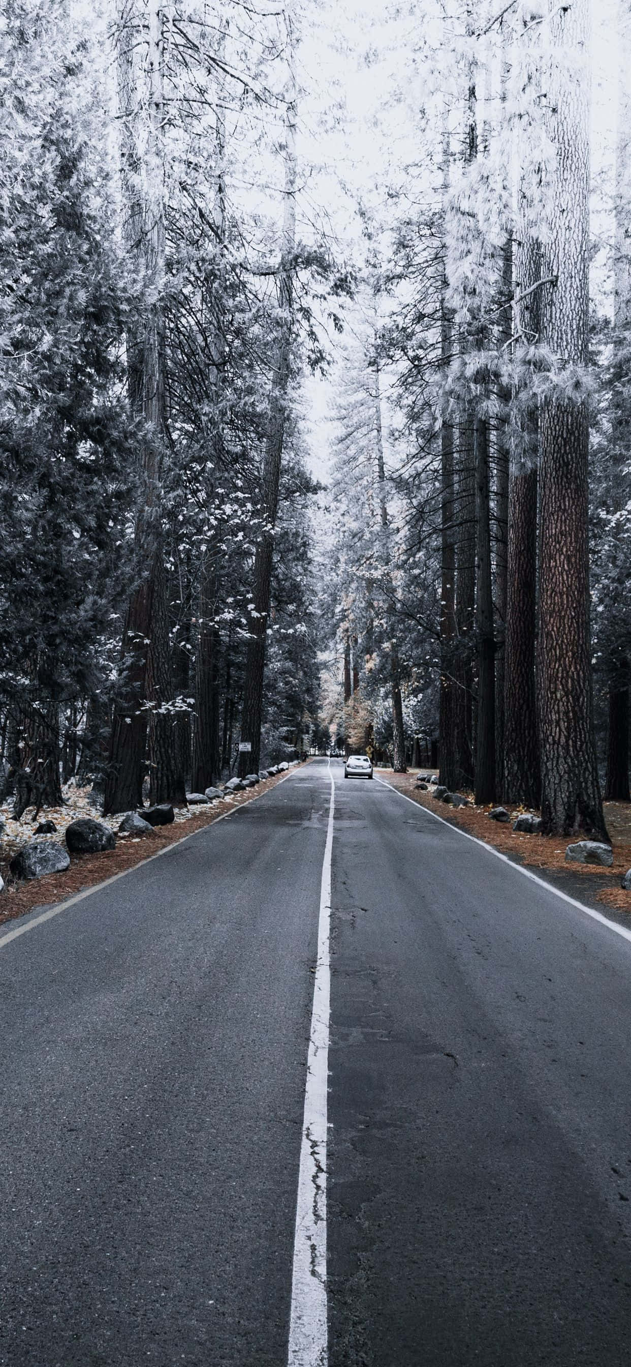 iPhone Xs Max Apple 壁紙 松の木 雪 壁紙
