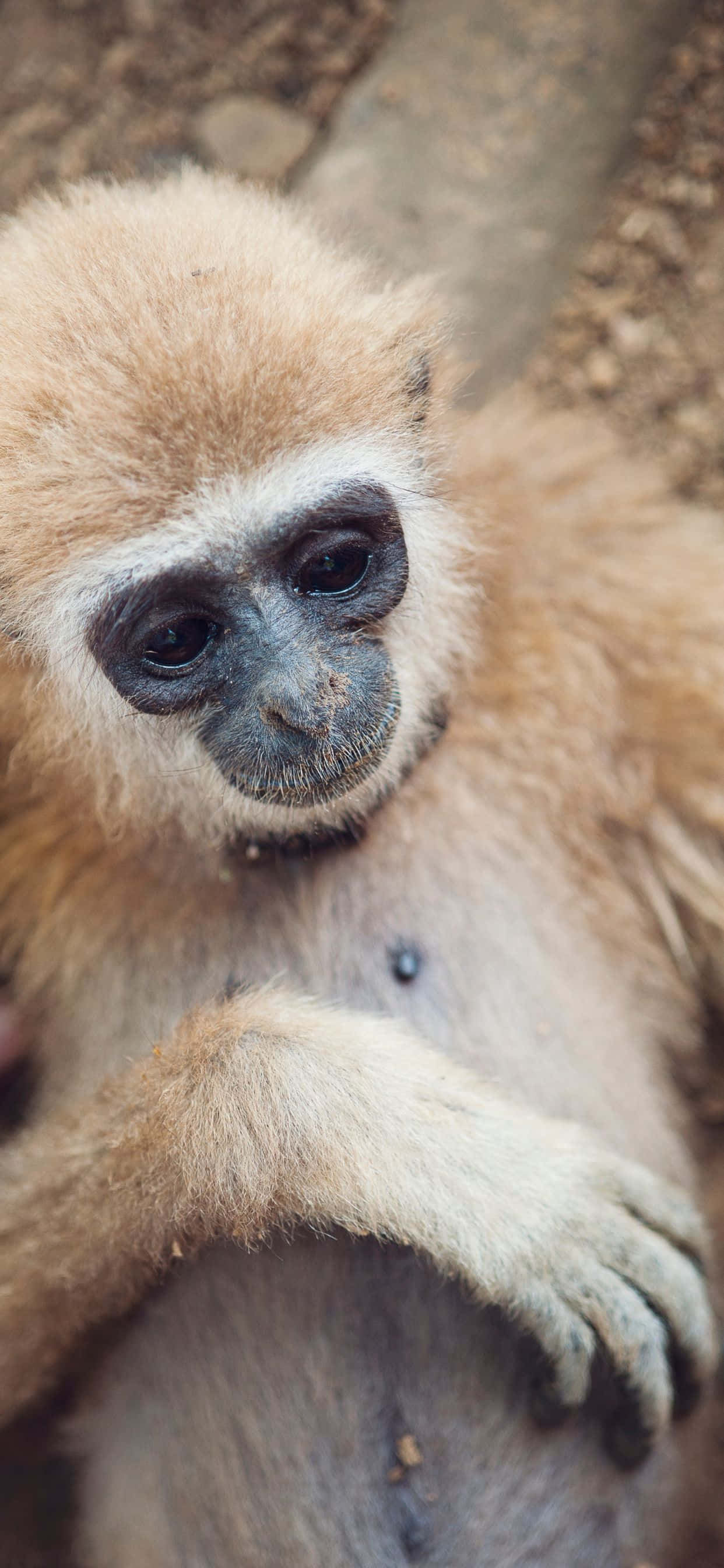 「どこでもつながる多機能iPhone Xs Max Gibbon」 壁紙
