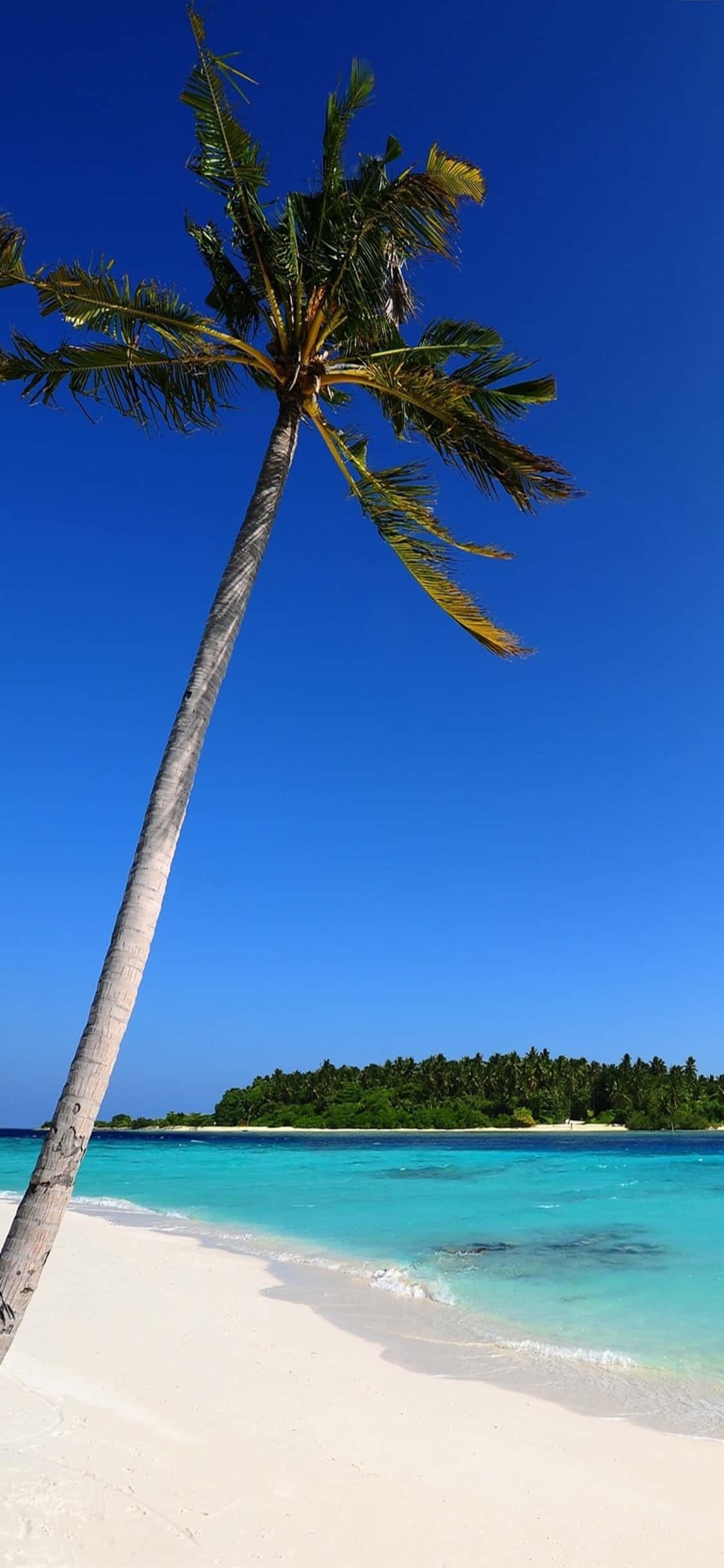 iPhone XS 一本のヤシの木ビーチ背景 壁紙