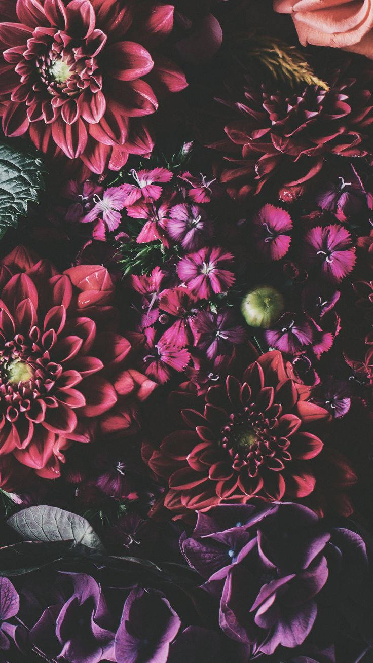 iPhone Xs 花 壁紙