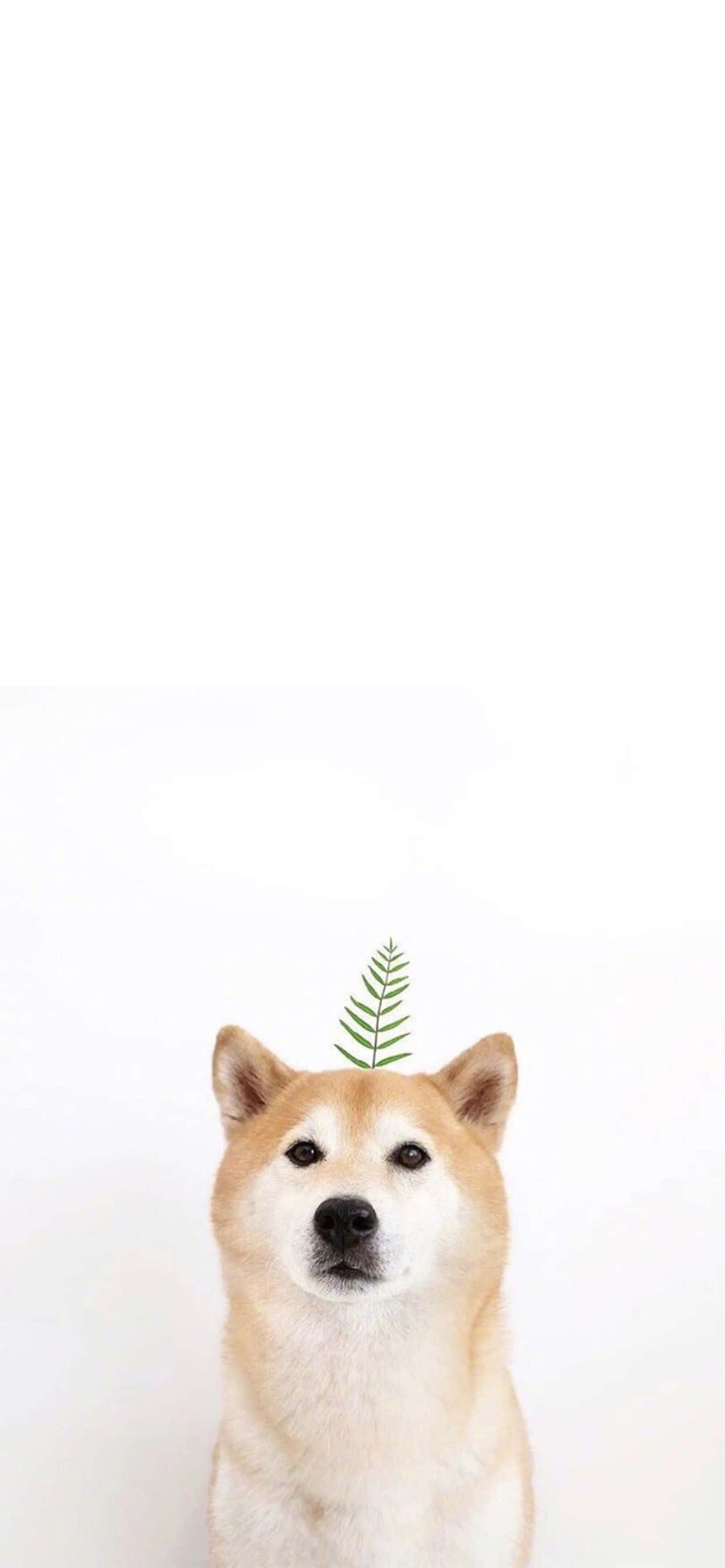 愛らしい動物のiPhone壁紙で自然に近づこう 壁紙