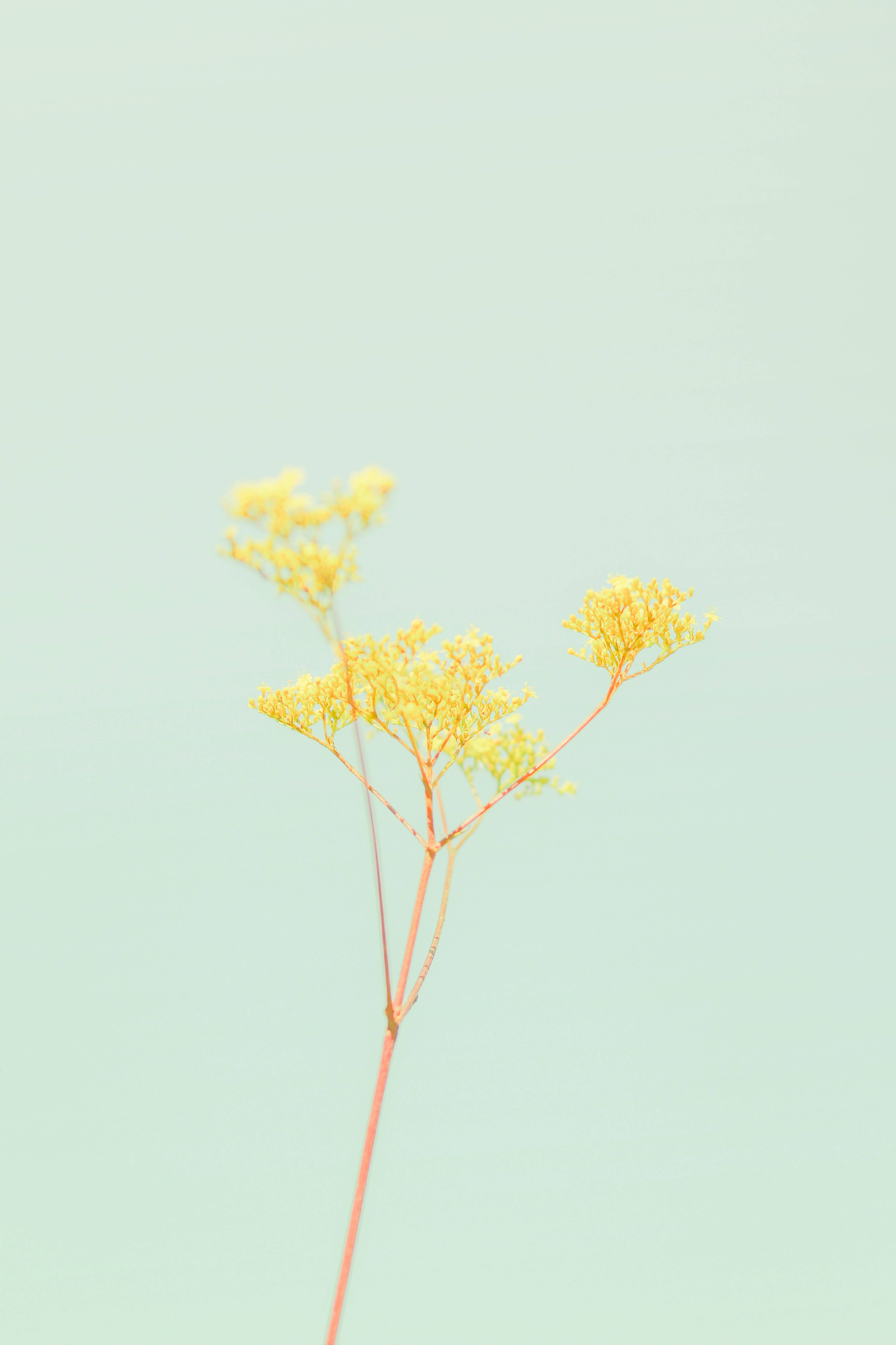 パステルiPhone イエローグリーンの花 壁紙