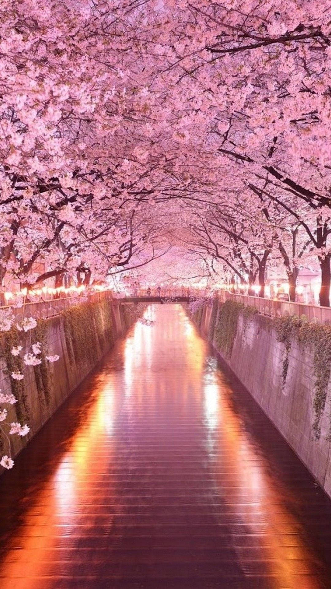 桜の木のアーチ iPhone壁紙