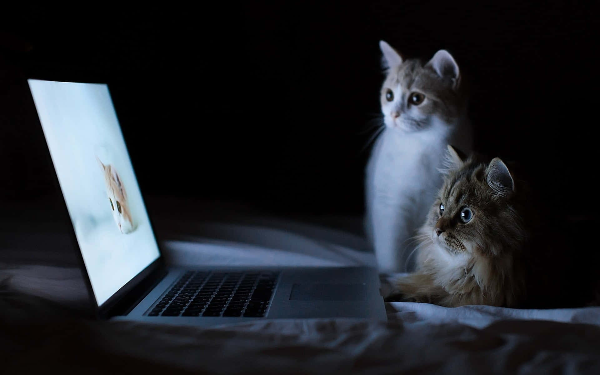Macbookで美しい美しいディスプレイをお楽しみください 壁紙