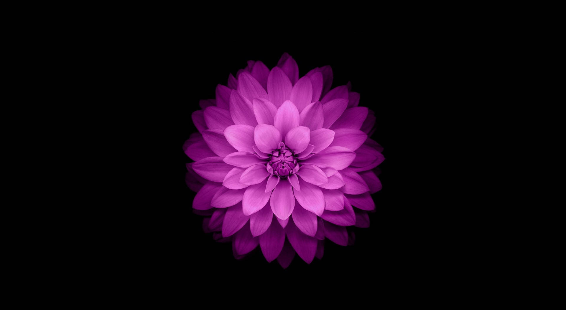 紫の花 MacBook Air 壁紙