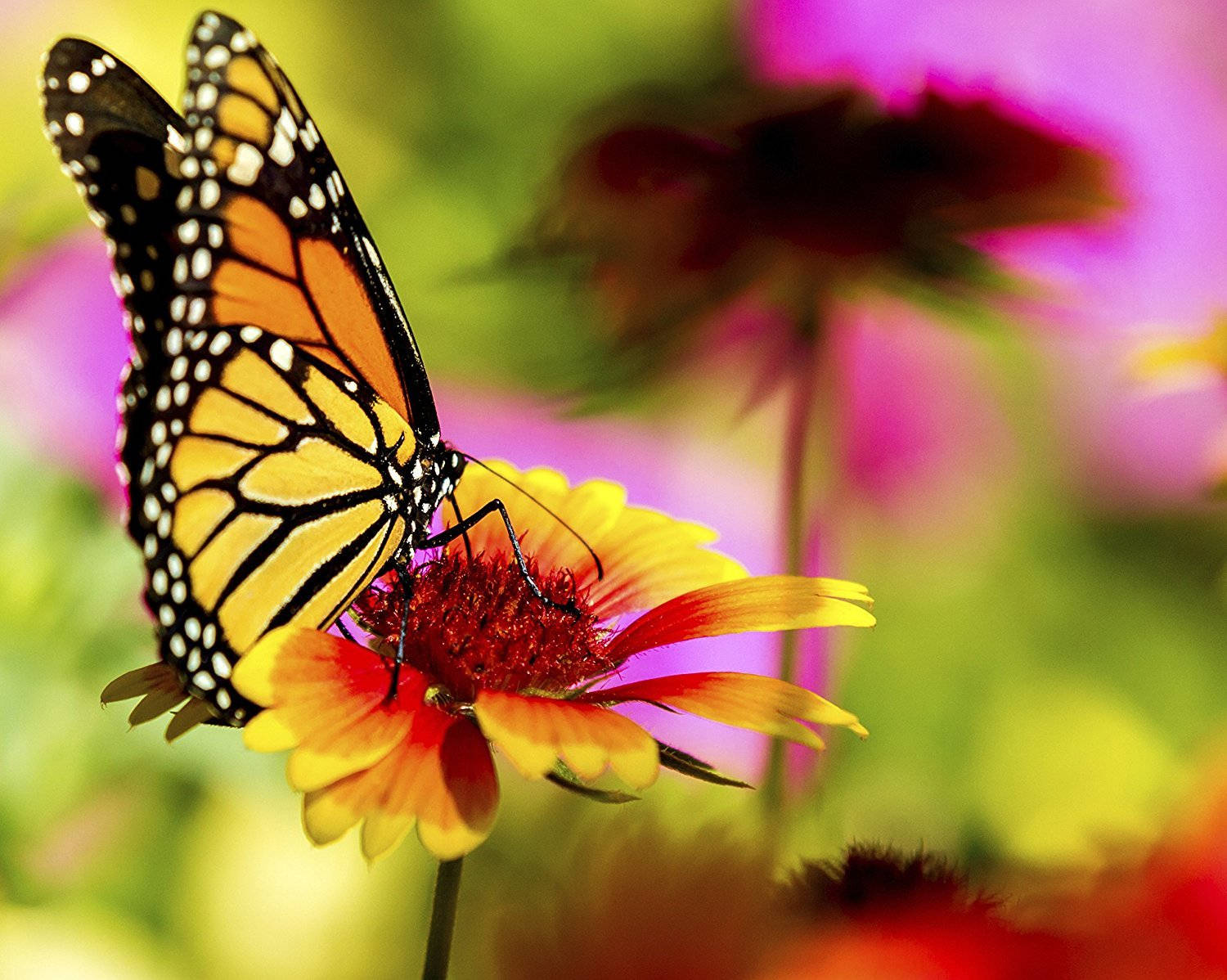 黄色い monarch 蝶が花にとまる 壁紙