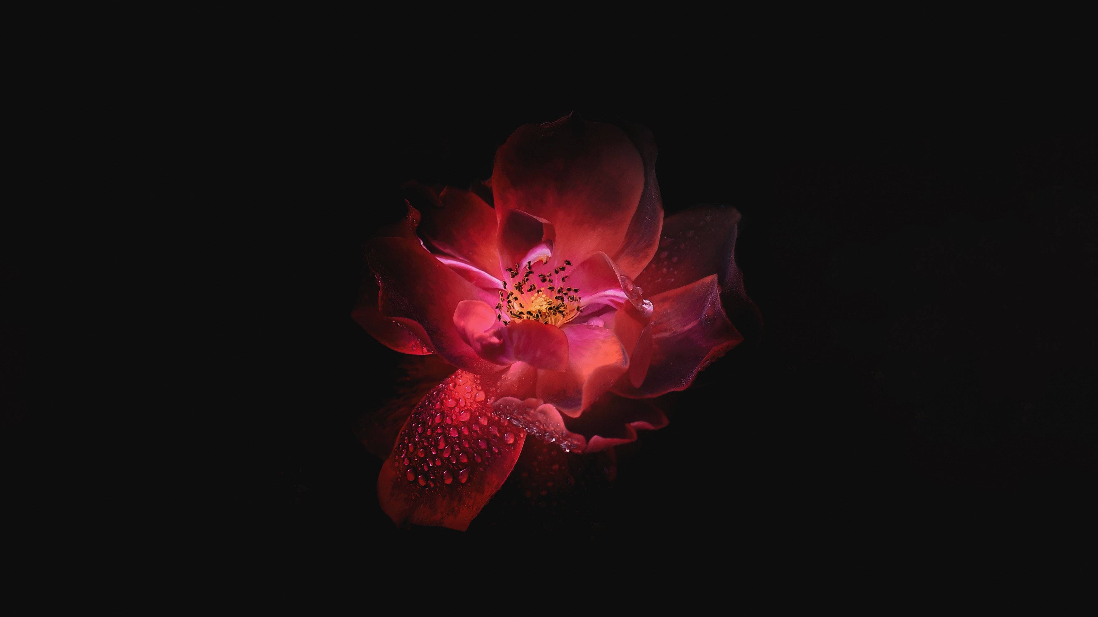 OLED ピンクの花 壁紙