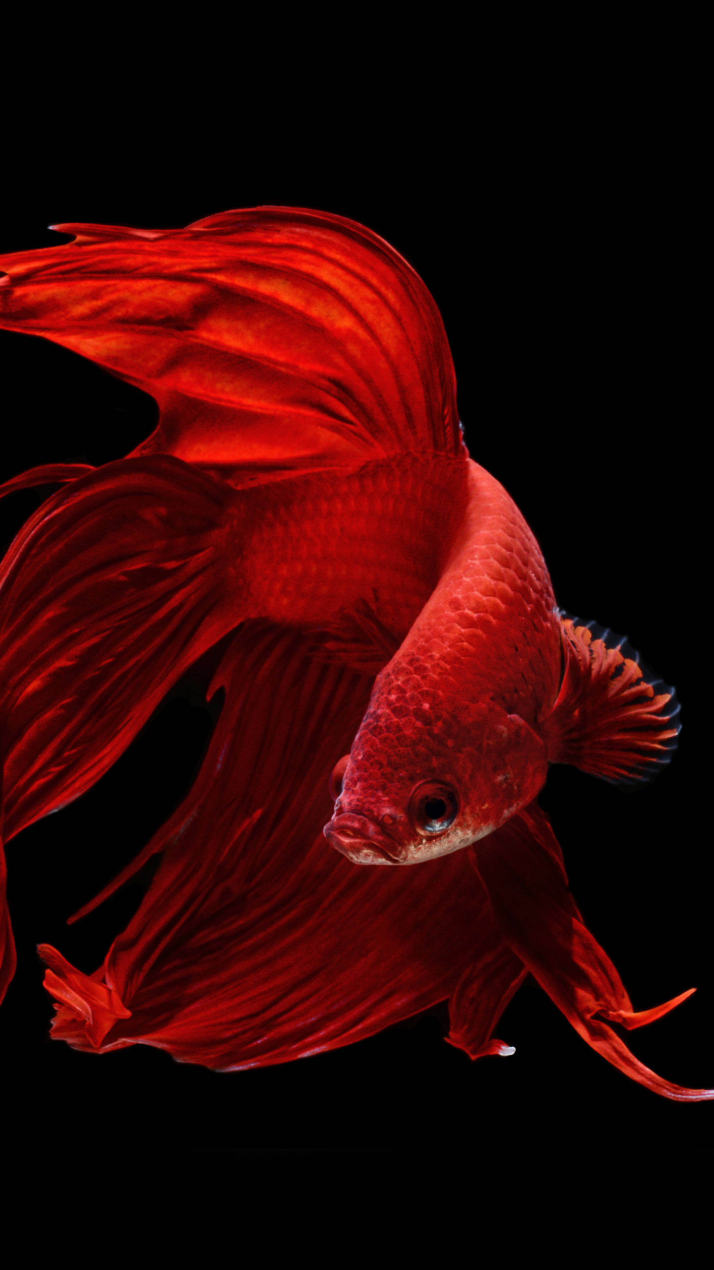OLED 流線形の金魚 壁紙