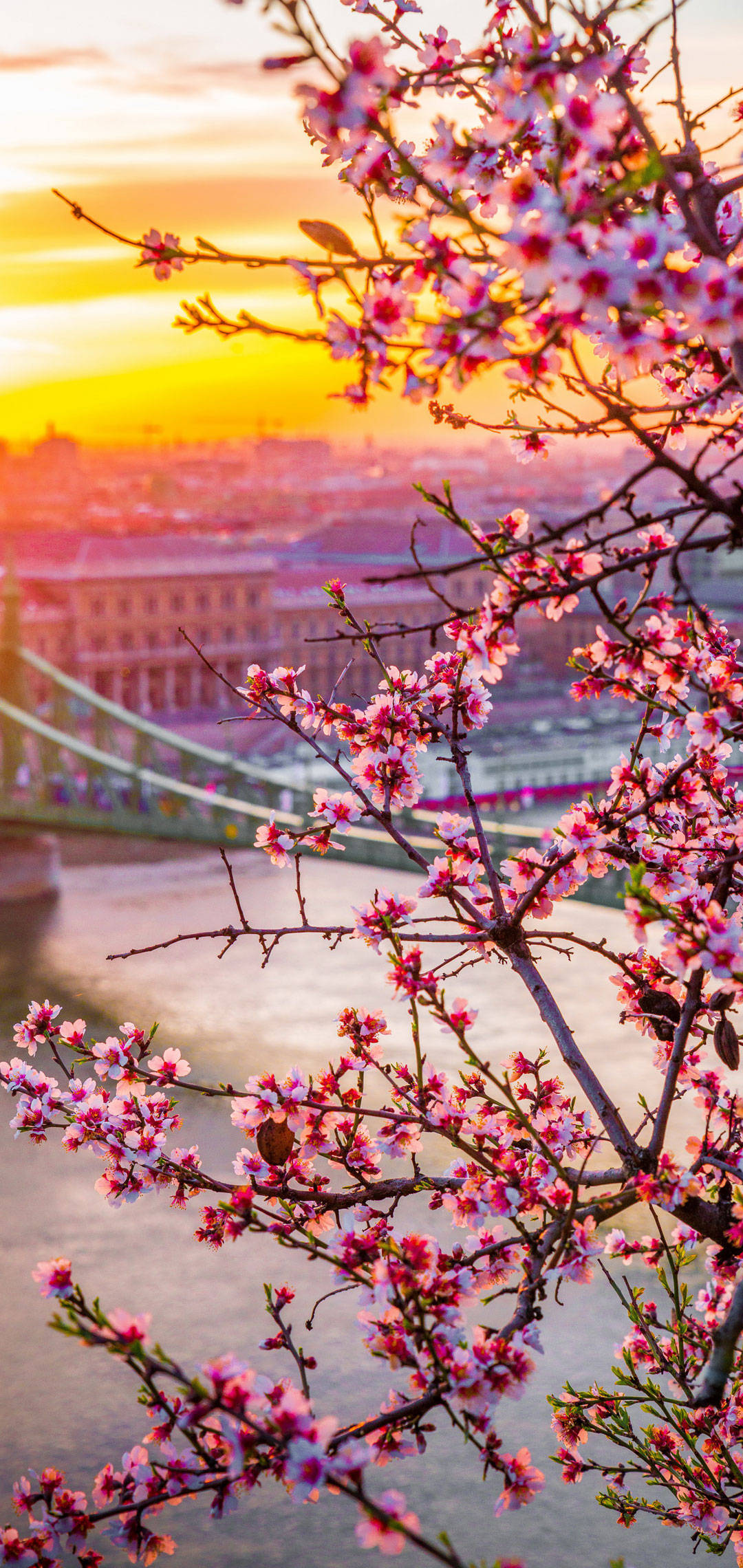 OnePlus 桜 壁紙