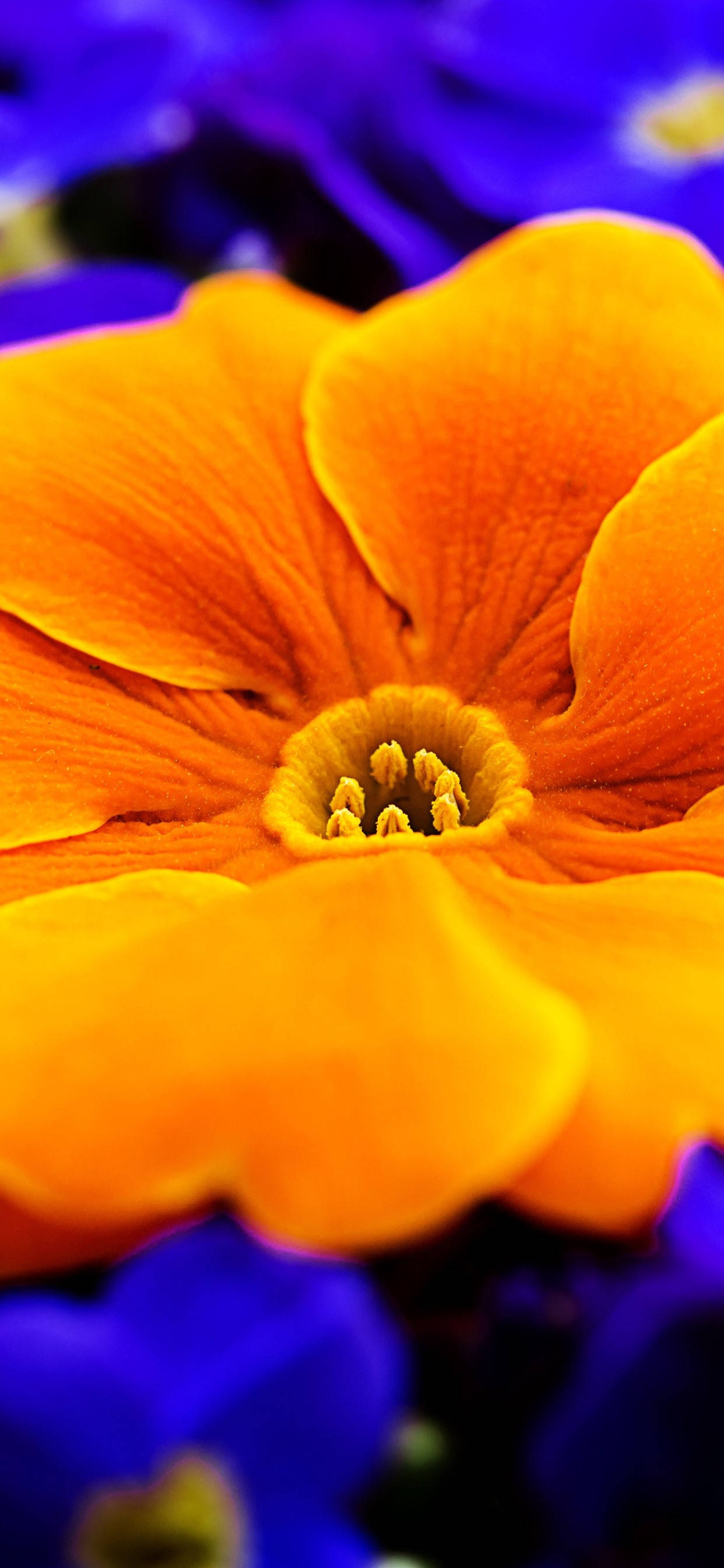 Orange Primrose Flower 壁紙