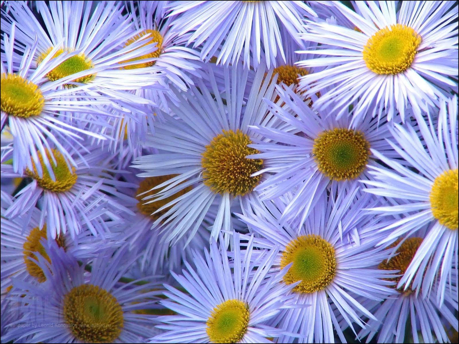 ヒメジョオンの花 PC 壁紙