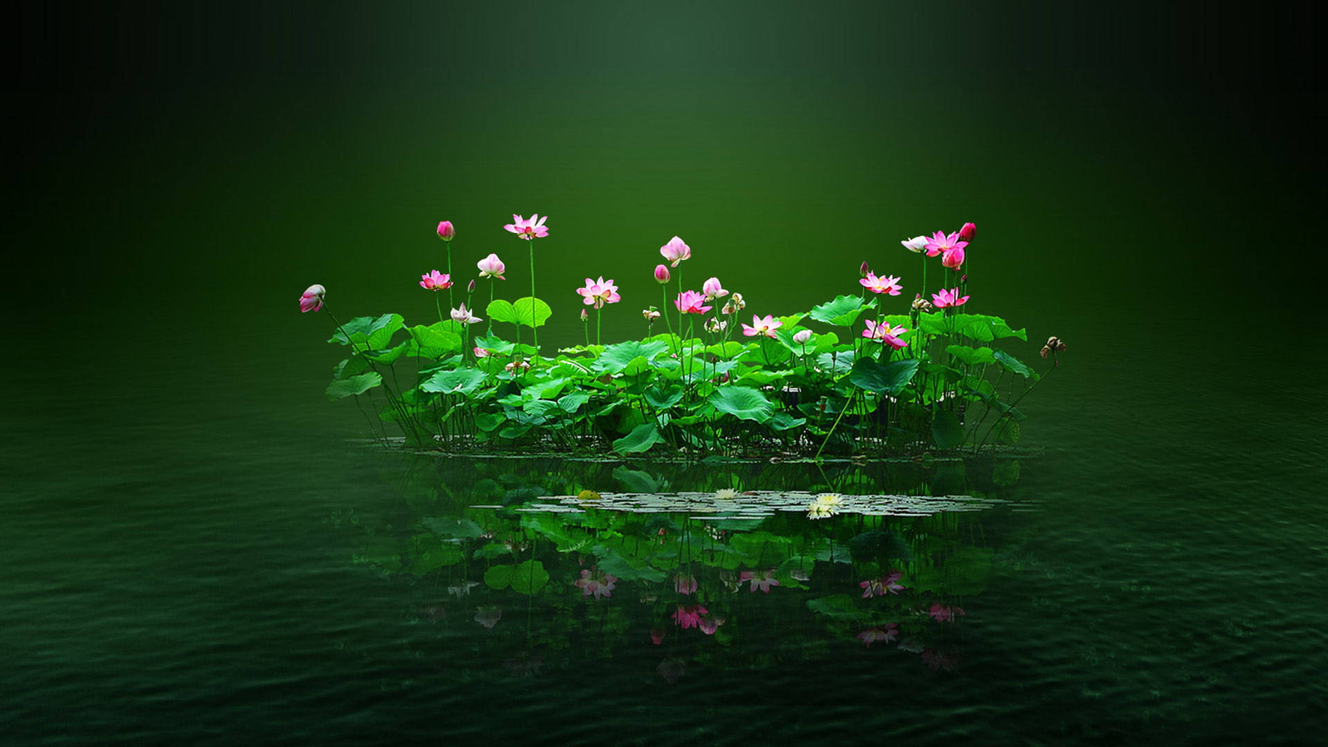 蓮池の花PC 壁紙