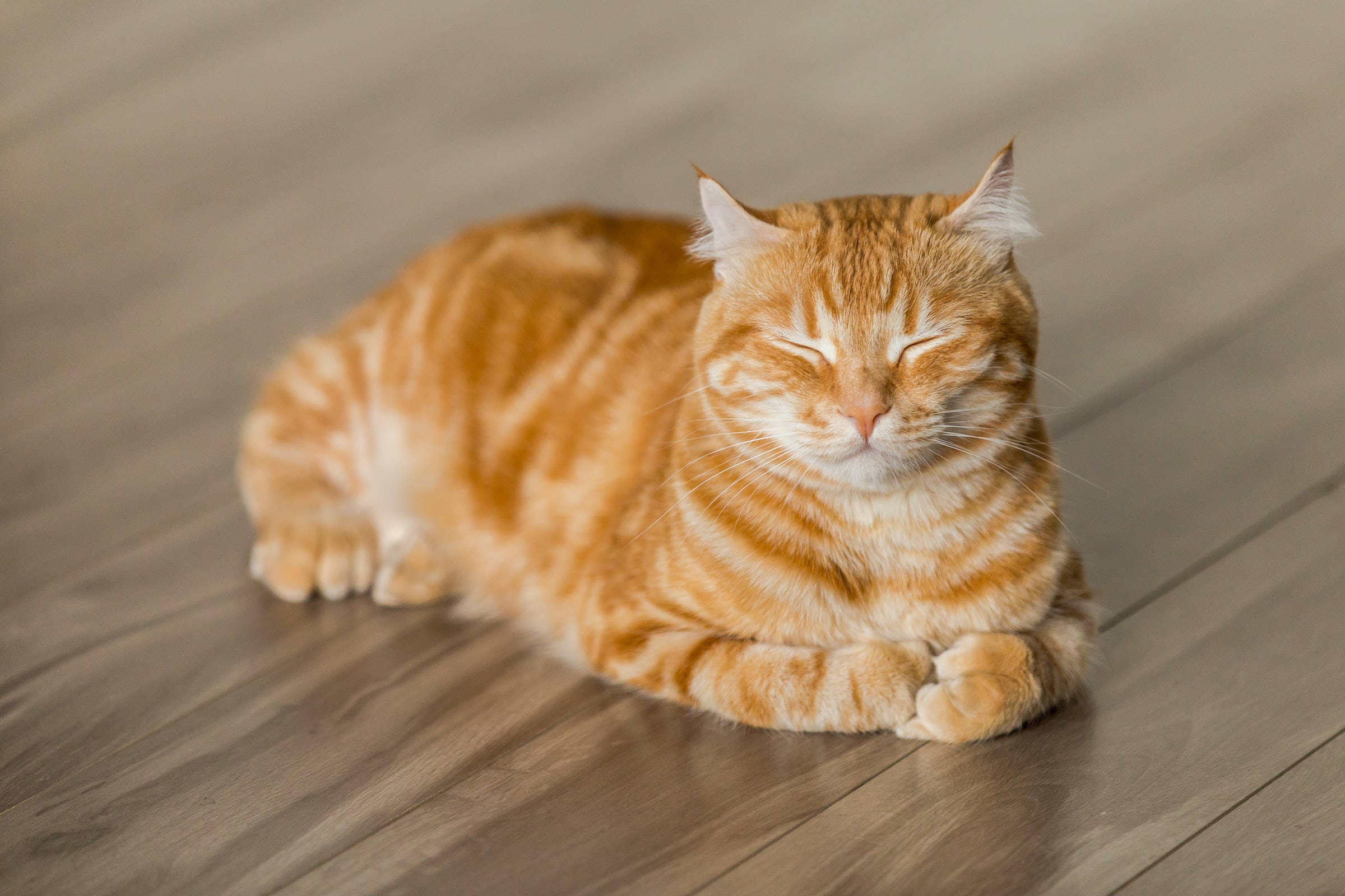ジンジャータビー猫のPFP 壁紙