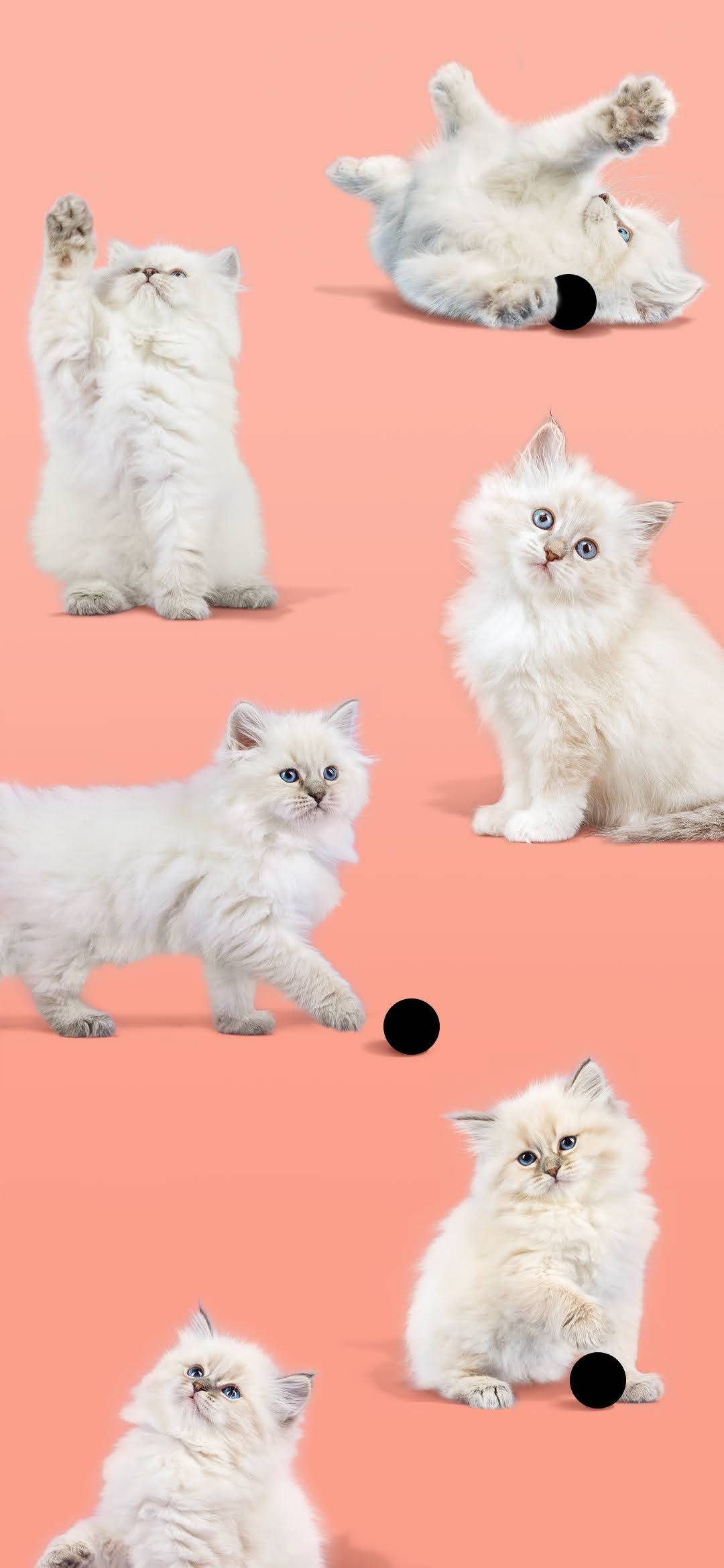 Pixel 4 かわいい白い猫 壁紙