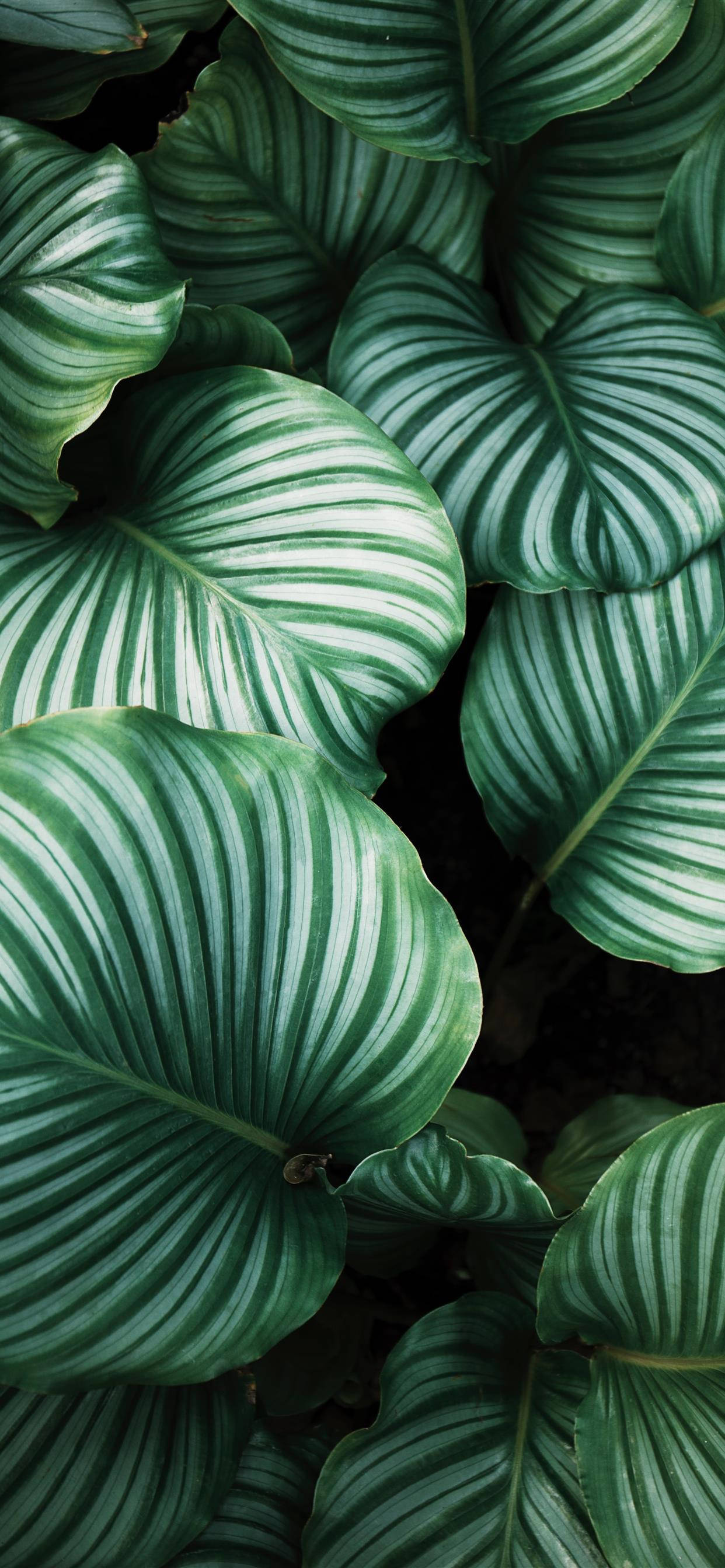 自然と触れ合おう - Plants iPhone壁紙をダウンロード 壁紙