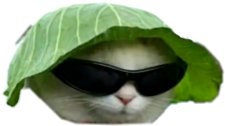 葉っぱの帽子とサングラスをかけたクールな猫.PNG 壁紙