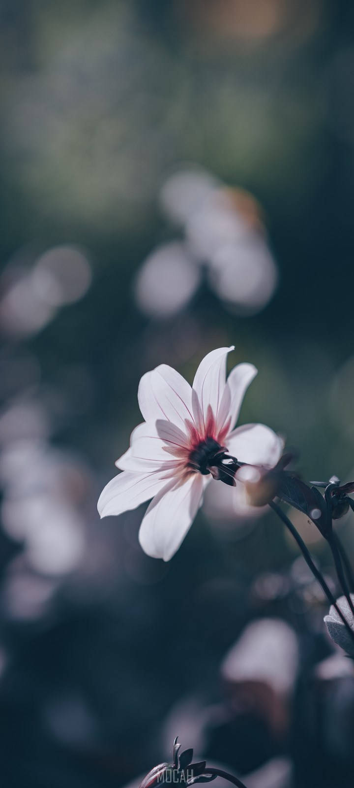 Realme 7 Pro ライトピンクの花 壁紙