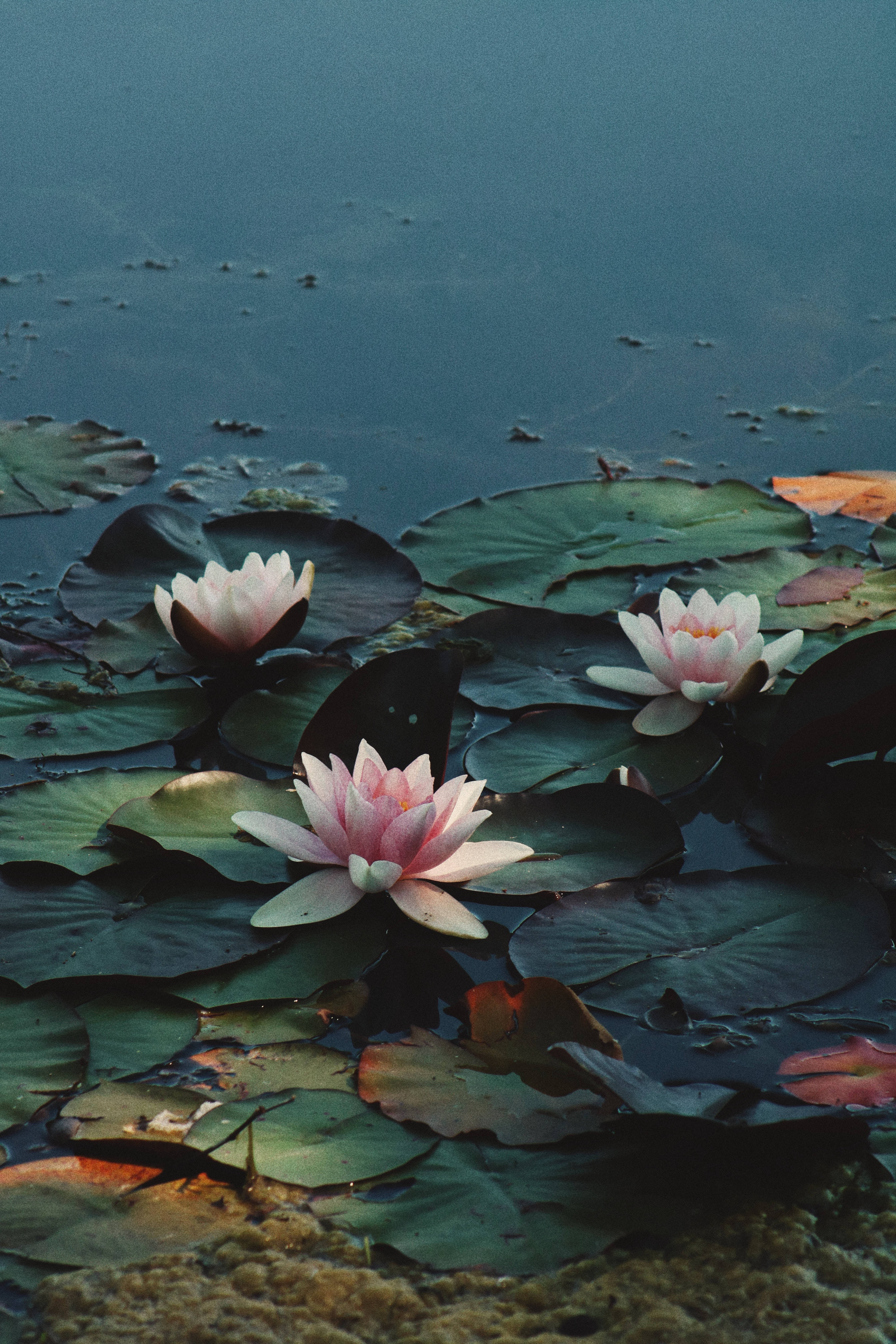 Rosea Plena 蓮の花 壁紙