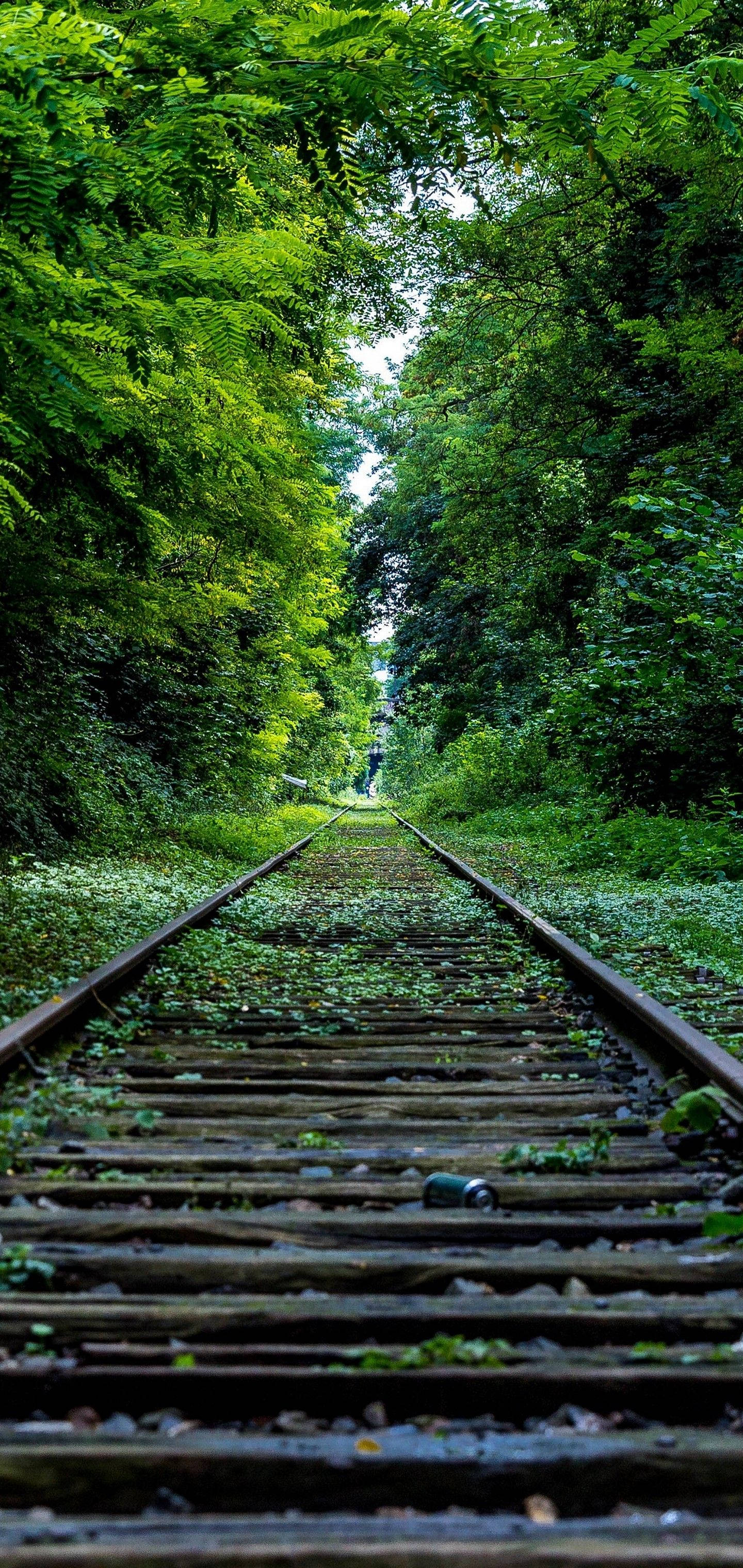 S10 線路 緑の木々 壁紙
