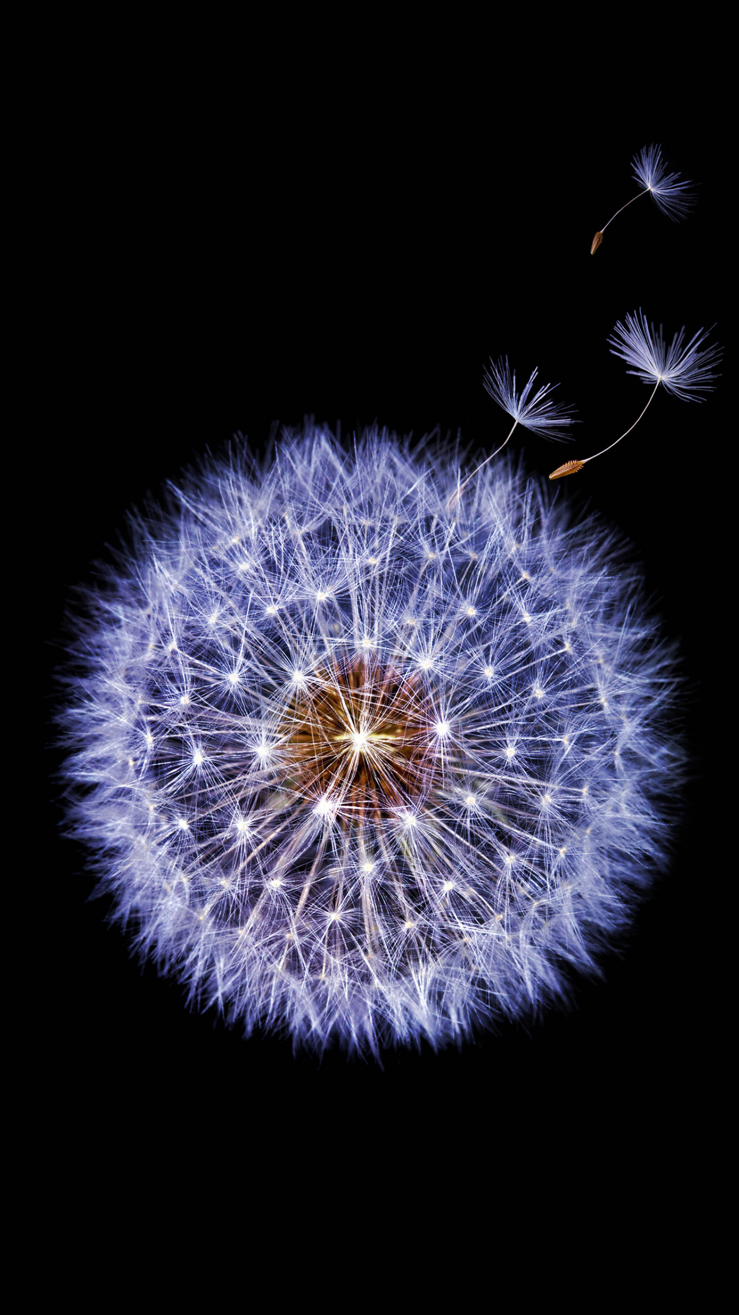 Samsung Galaxy S9 タンポポの花 壁紙
