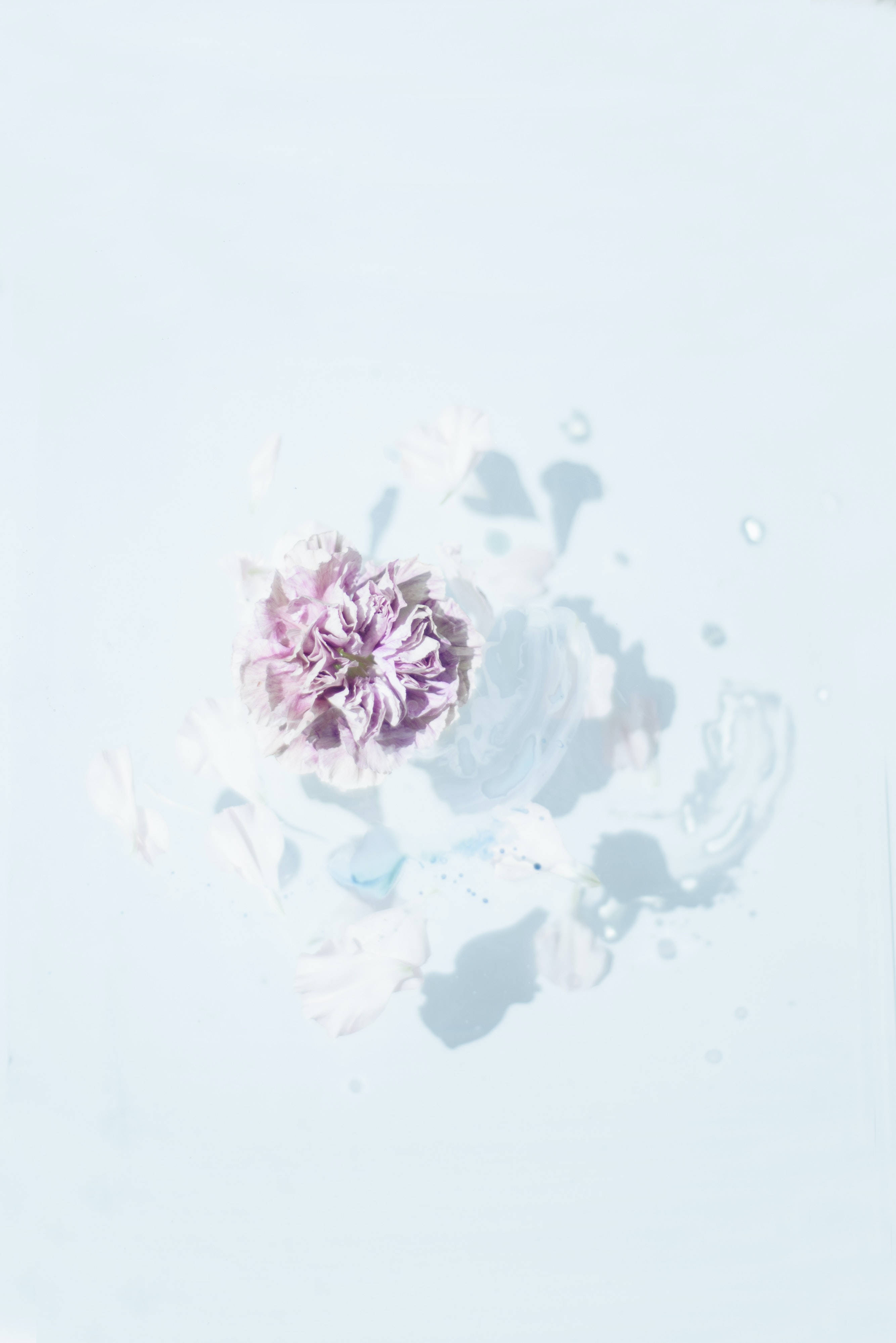 Samsung S20 Ultra ピンクの花 壁紙