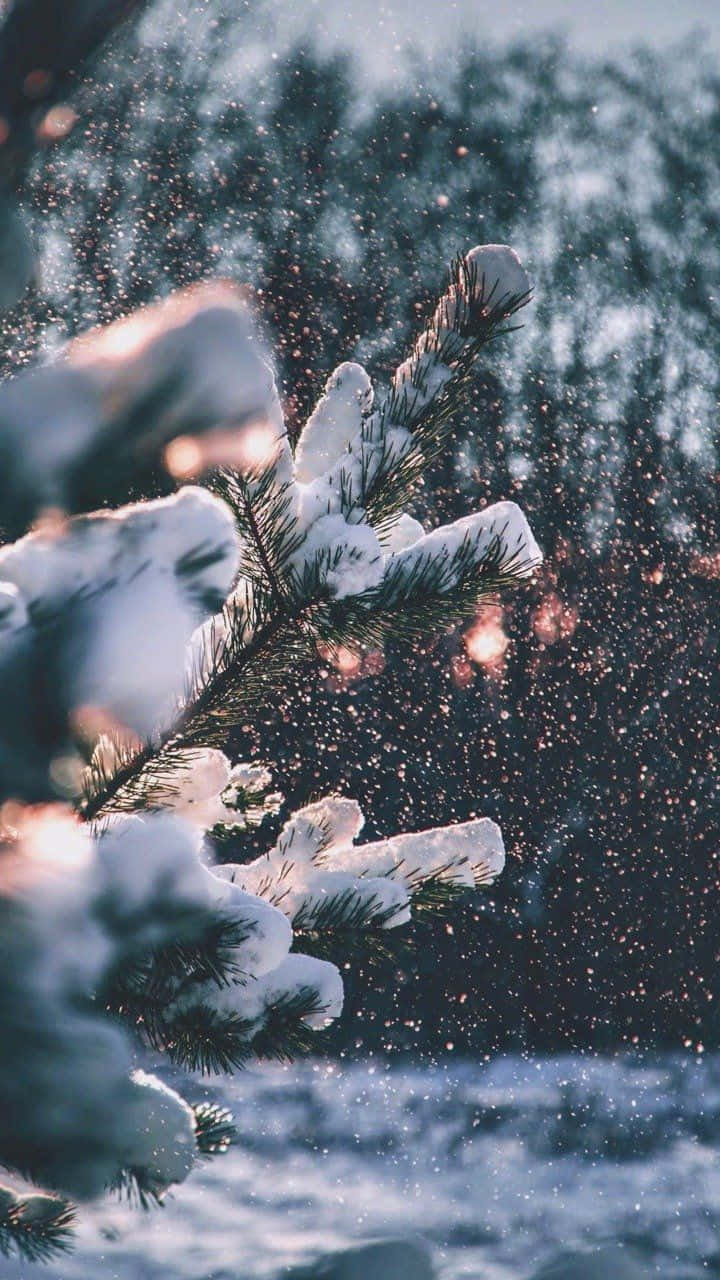 居心地の良い冬の雪の松の葉 Tumblr 壁紙