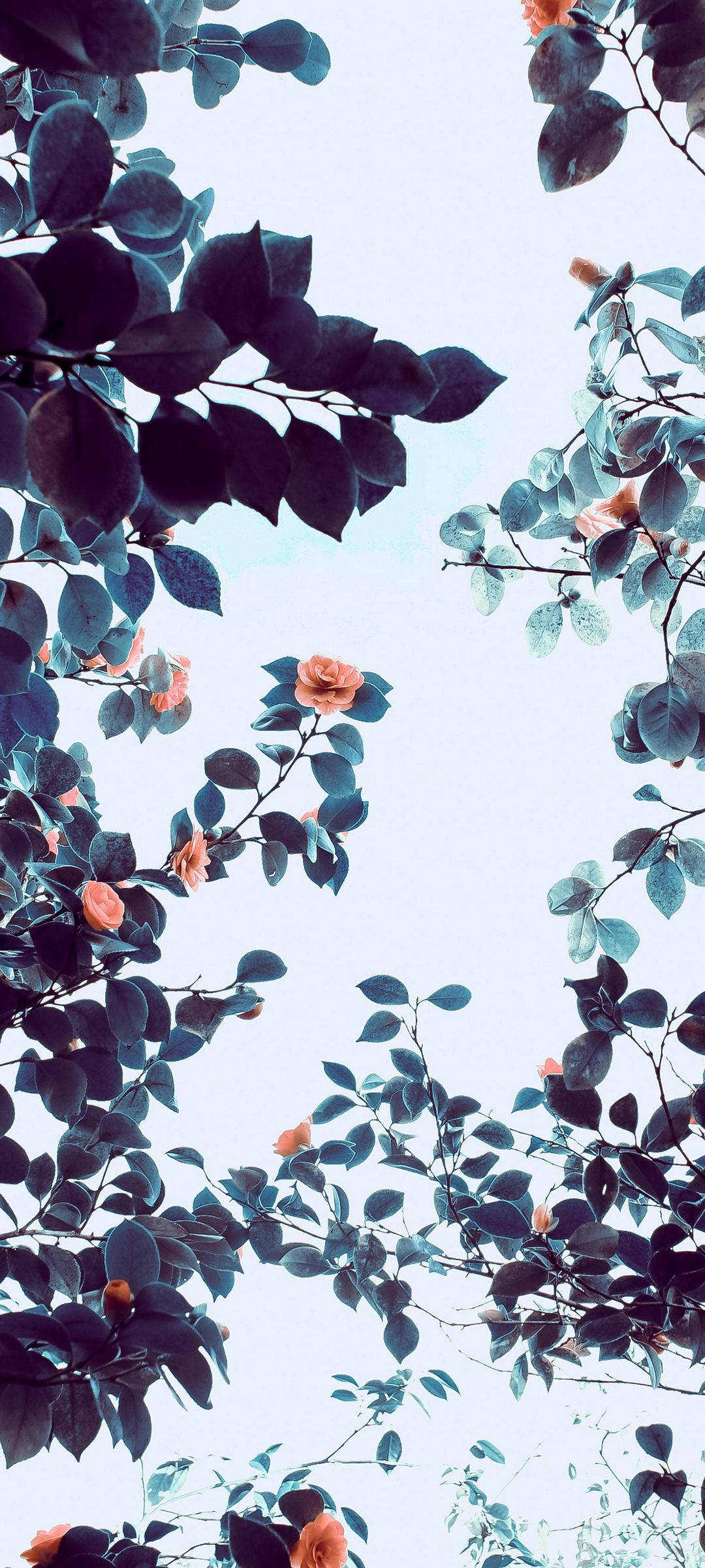 Vivo V20 オレンジの花の木 壁紙