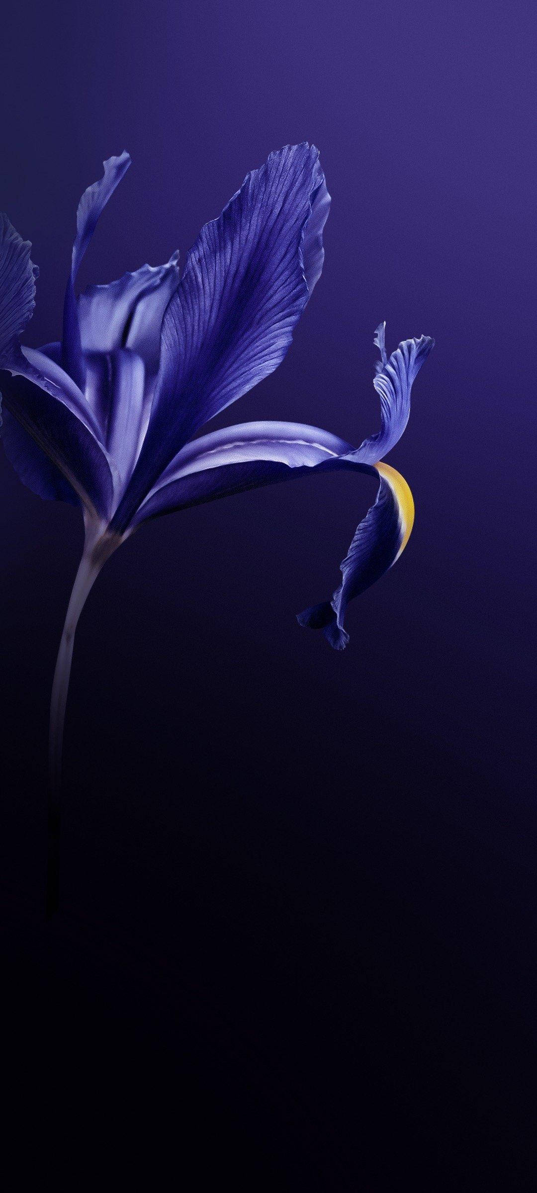 Vivo V20 紫色の花 壁紙