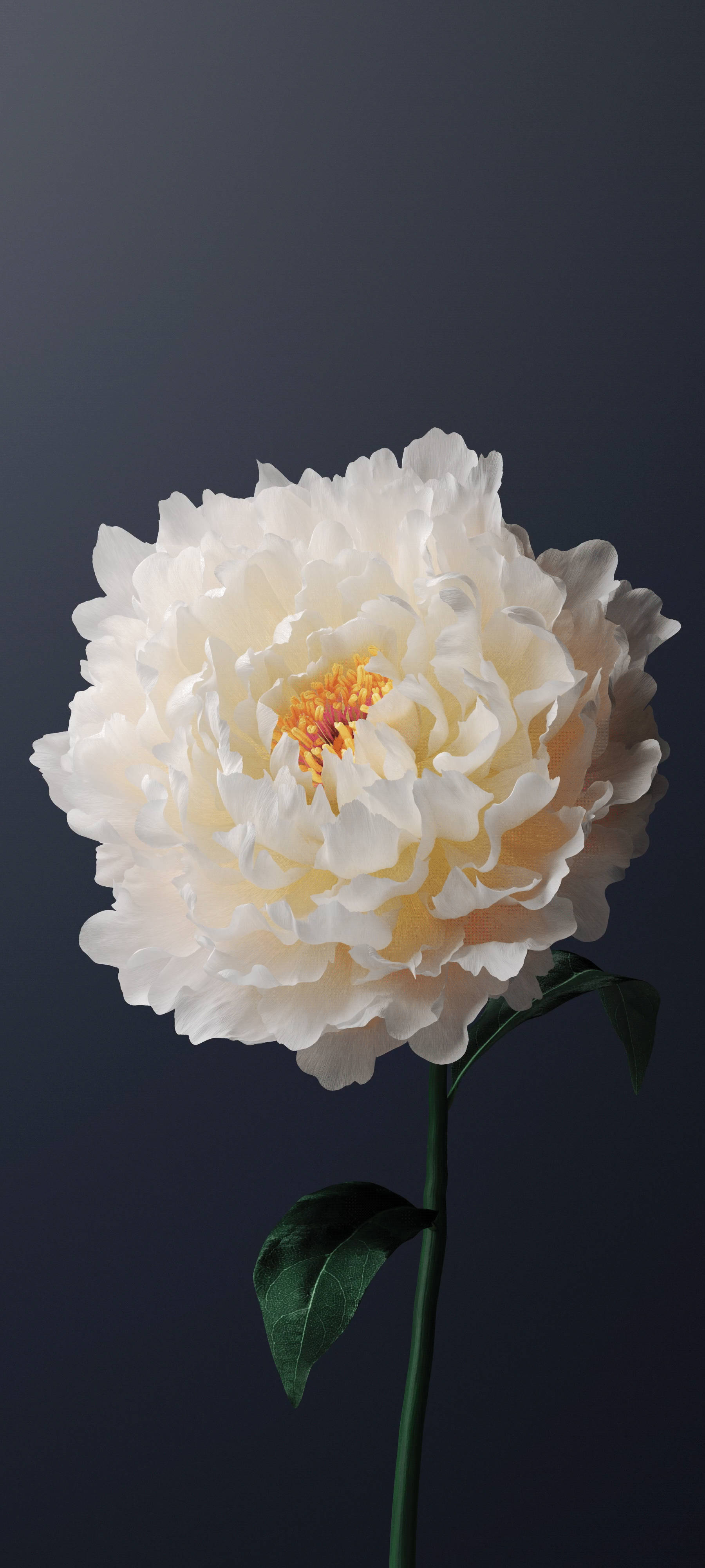 Vivo Y11 白い牡丹の花 壁紙