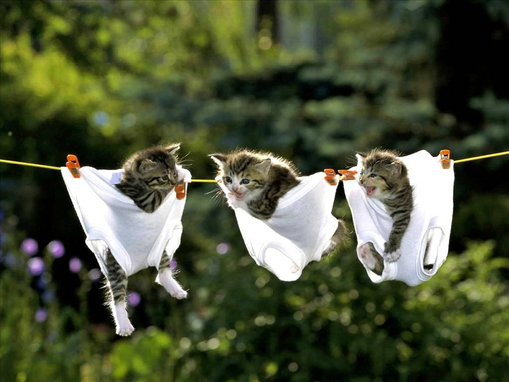おかしな猫たちが下着と一緒に吊るされている