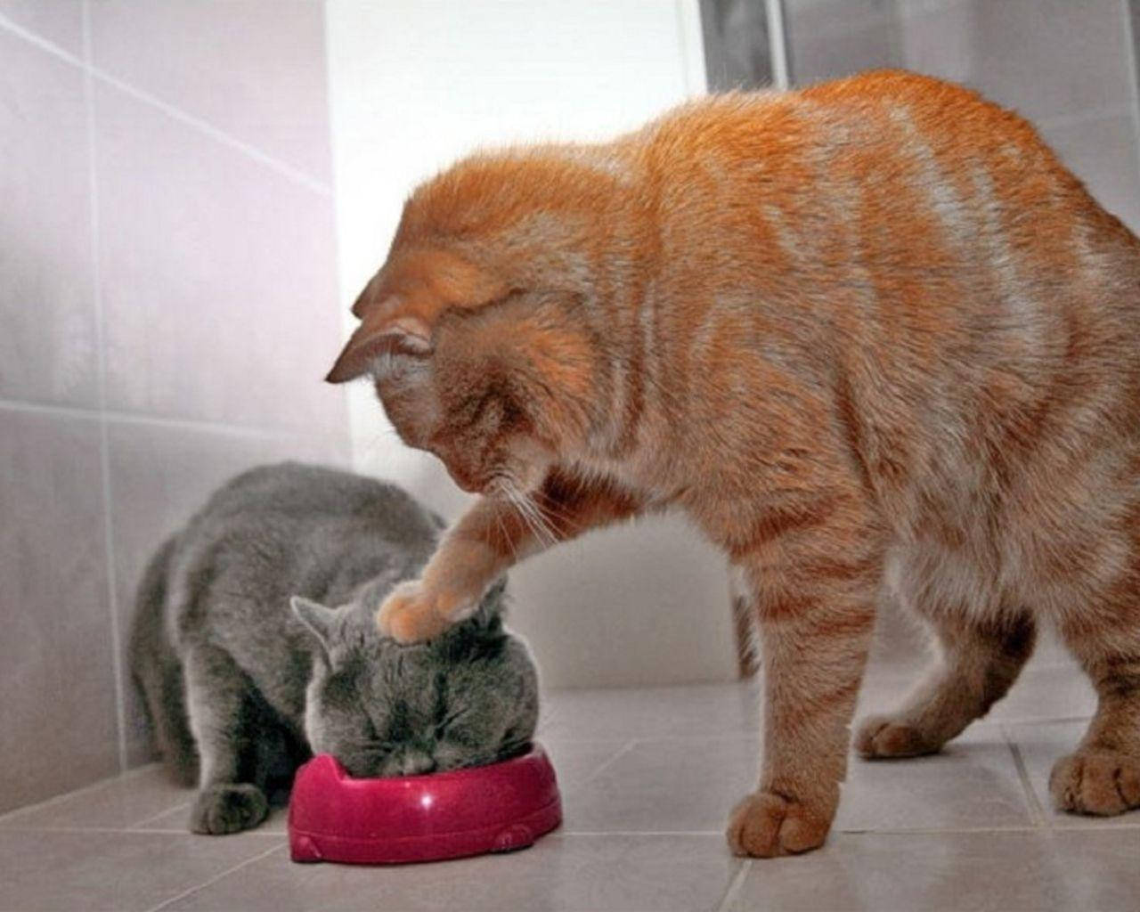 おかしな猫のデュオが食事中 壁紙
