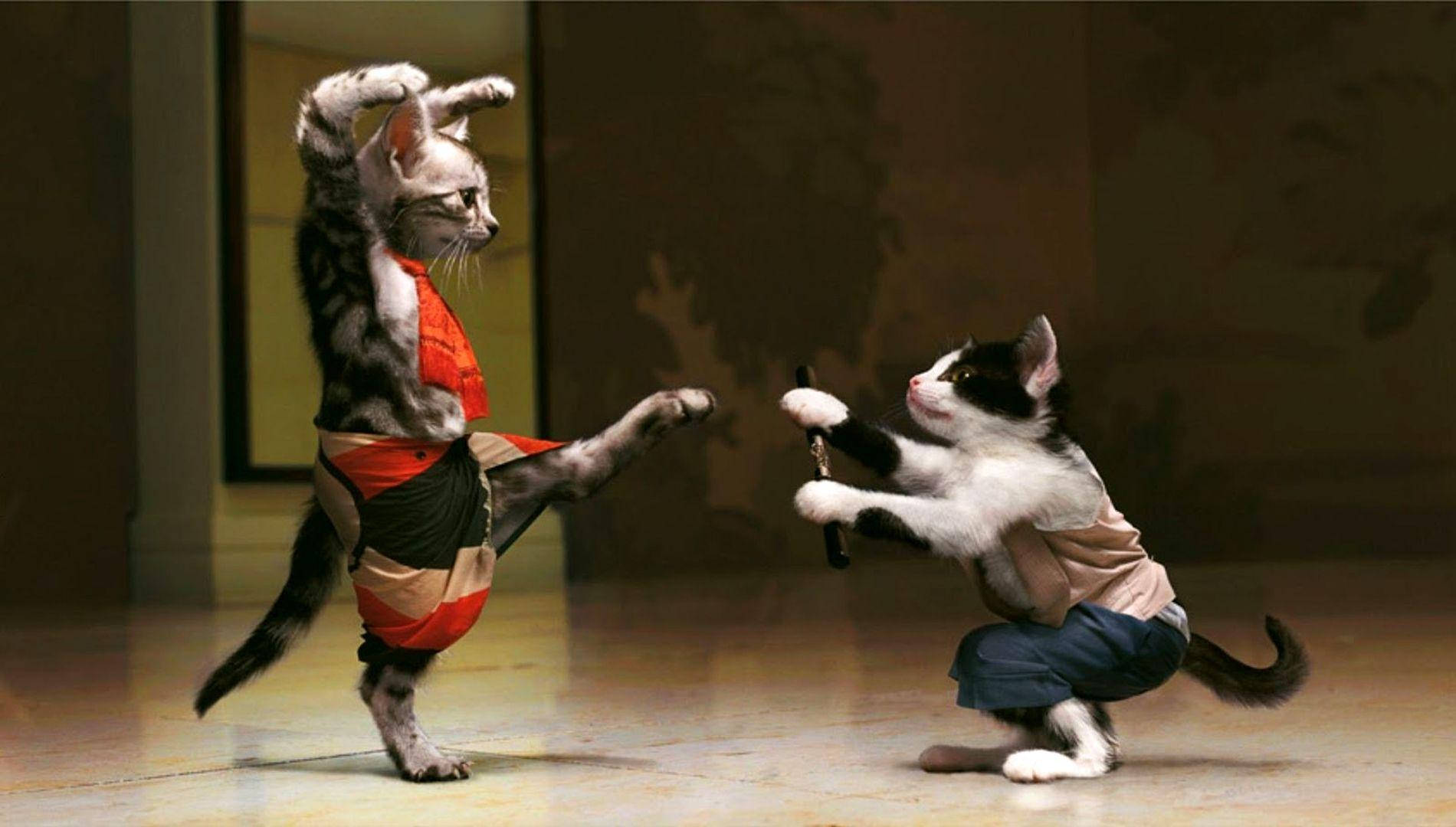 おかしな猫ファイターズ 壁紙