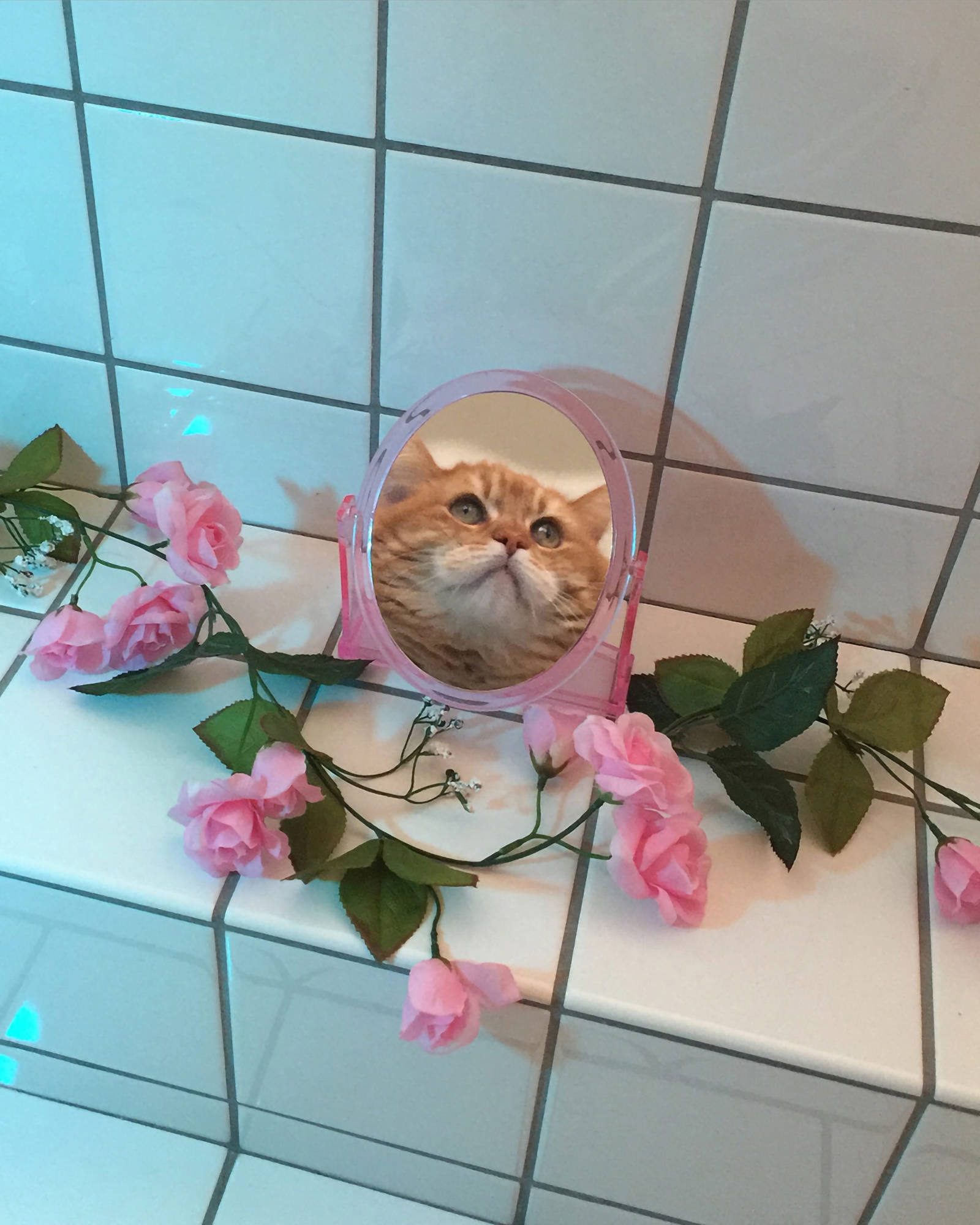 おかしな鏡の猫の美学 壁紙