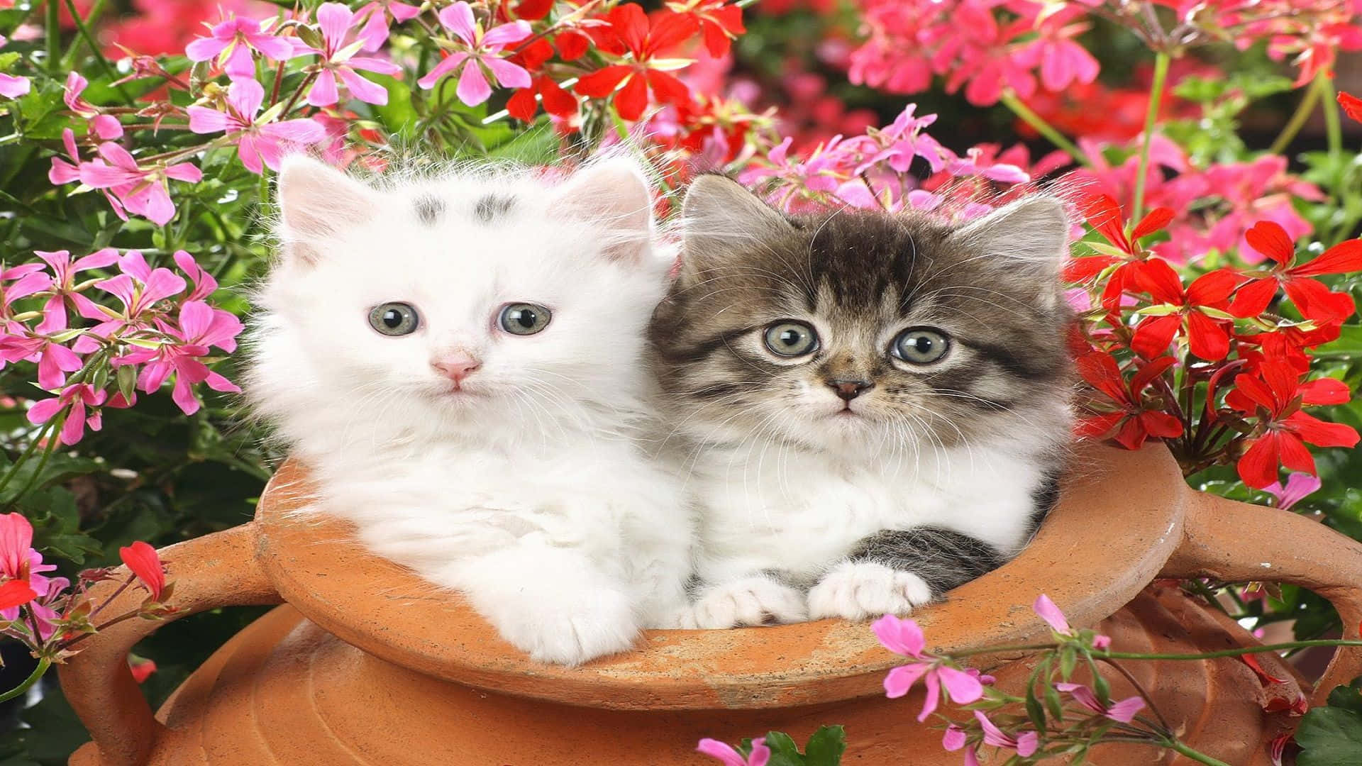 おそろい猫のプロフィール画像 粘土の壺 壁紙