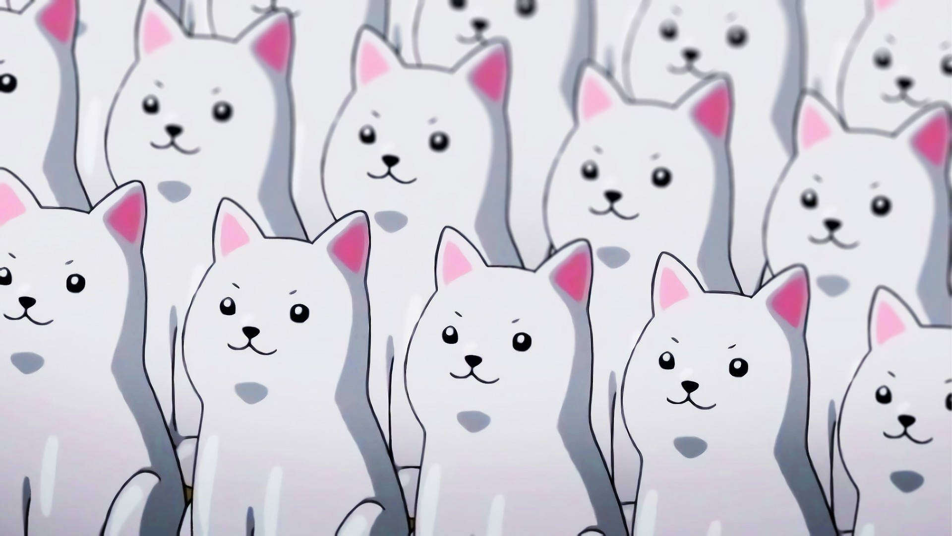 かわいいHD白い犬 壁紙