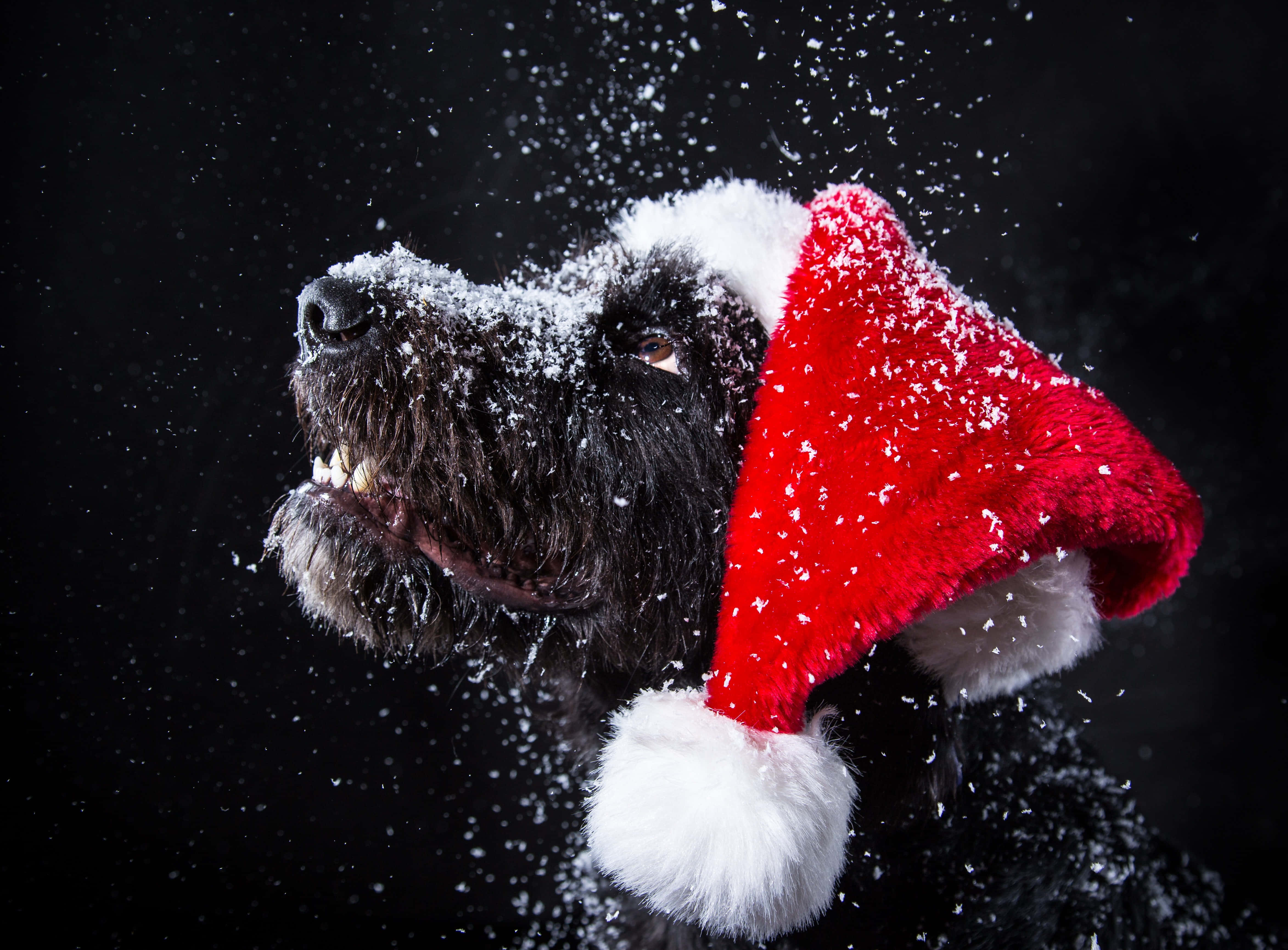かわいいおしゃれなクリスマス画像 壁紙