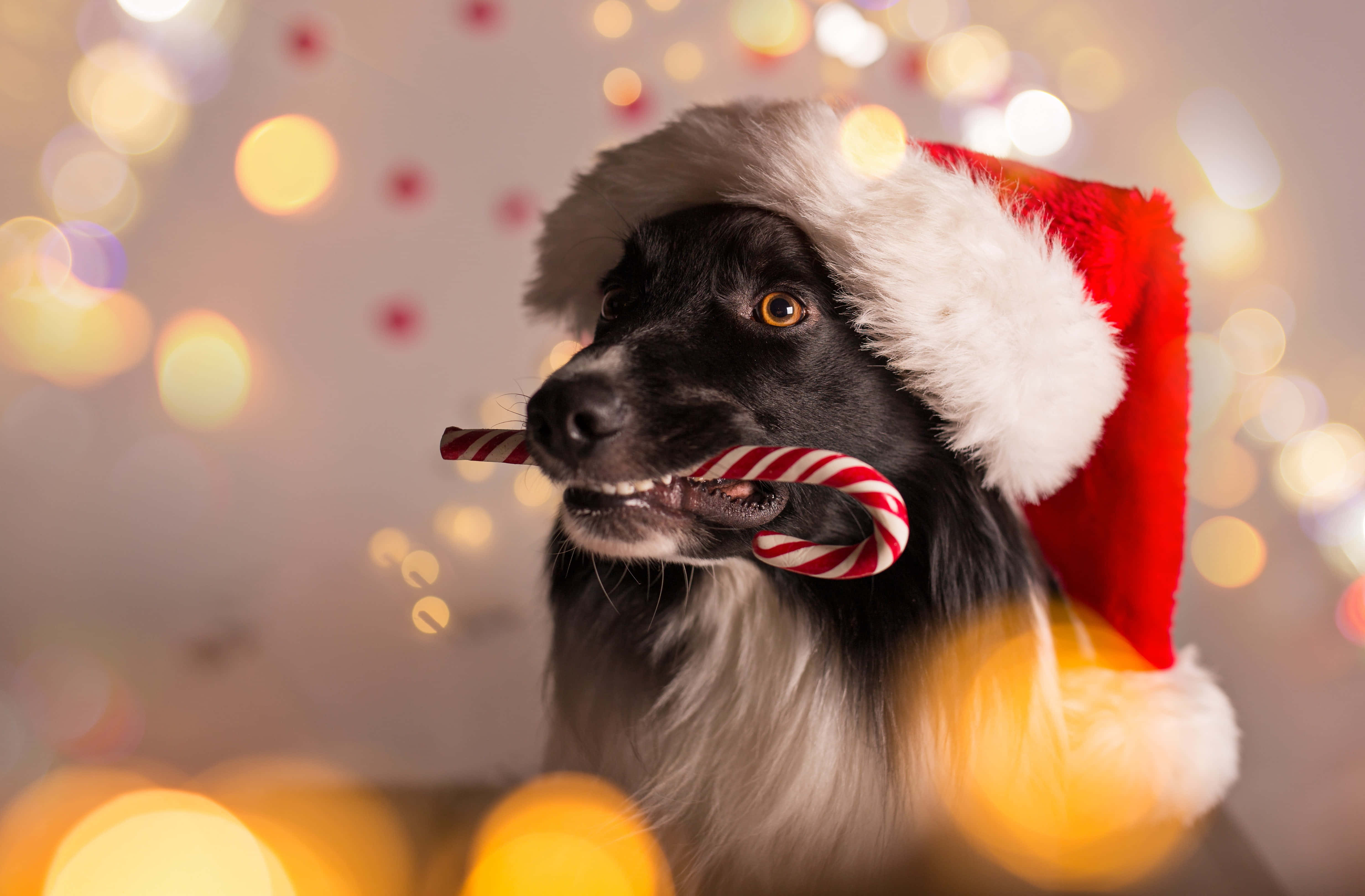 かわいいおしゃれなクリスマス画像 壁紙