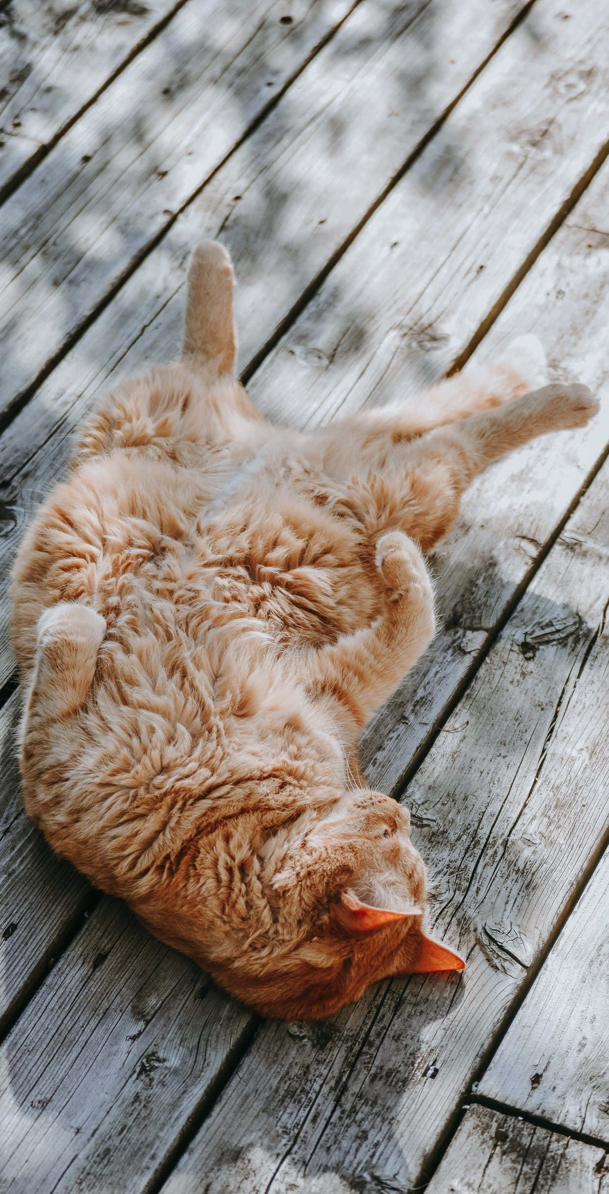 かわいいふわふわの黒猫が優しく微笑む 壁紙