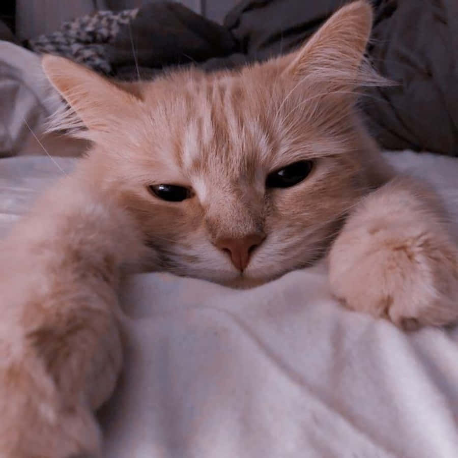かわいいアートな猫を見て！ 壁紙