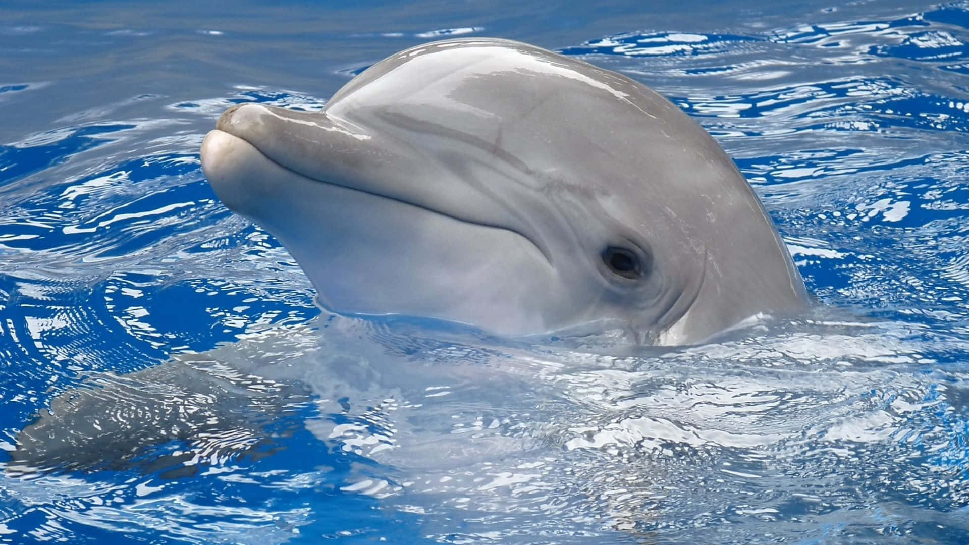 かわいいイルカの水面の写真 壁紙
