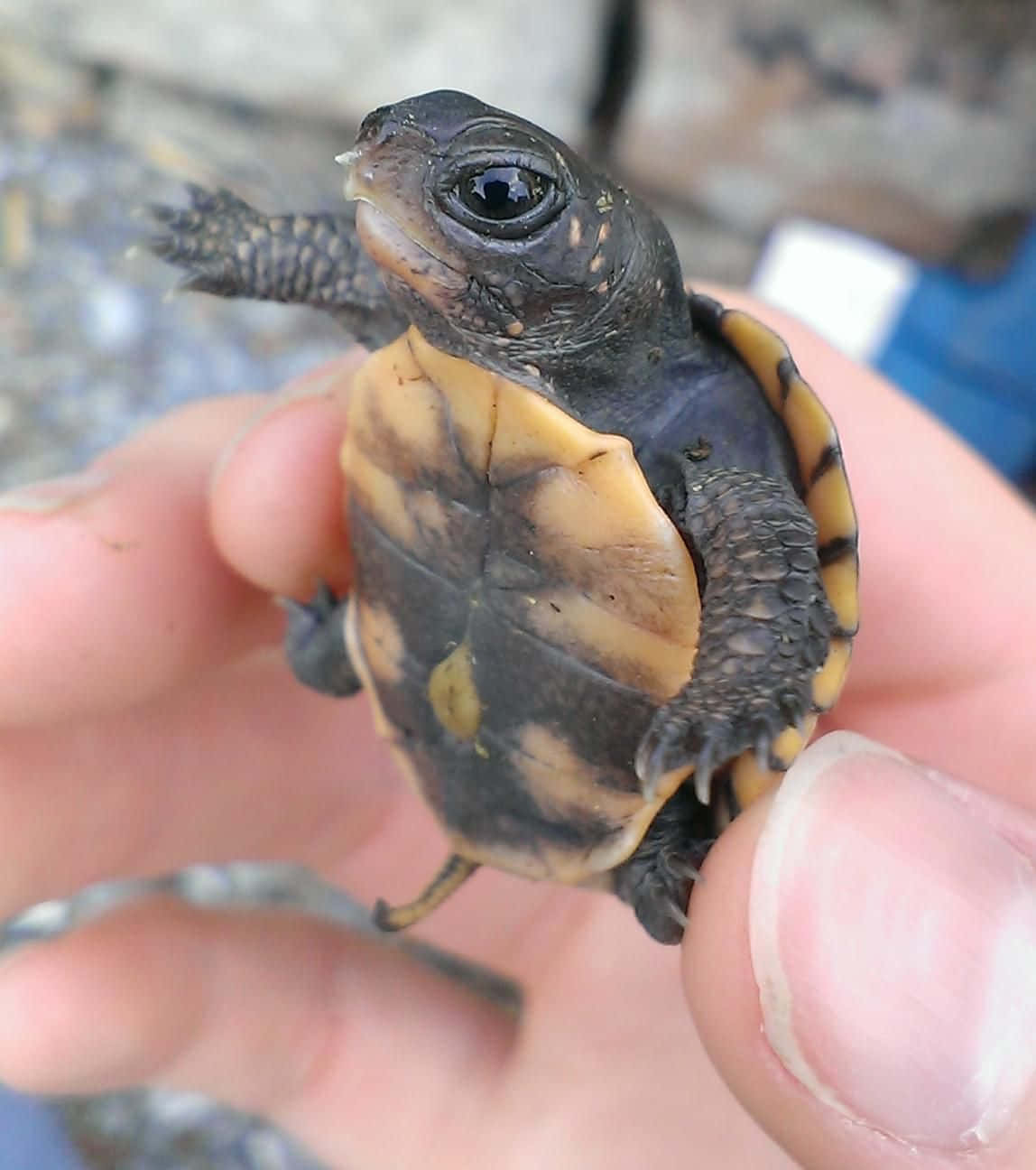 かわいいウミガメが海を探検 壁紙