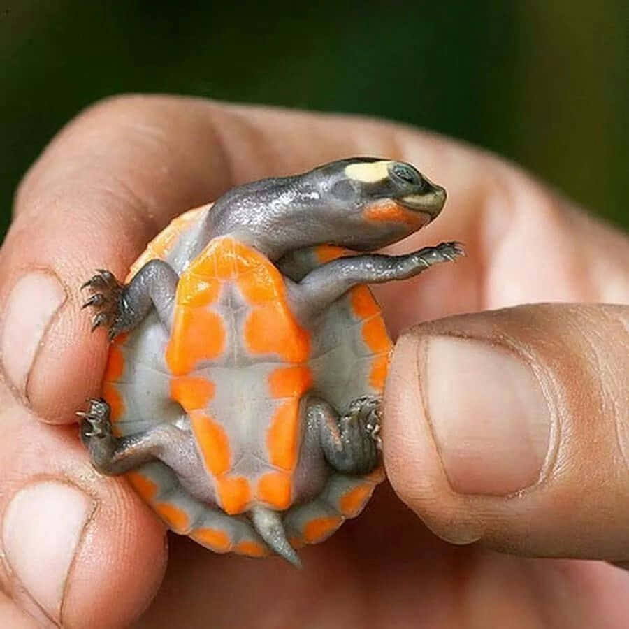 かわいいカメが散歩する姿 壁紙