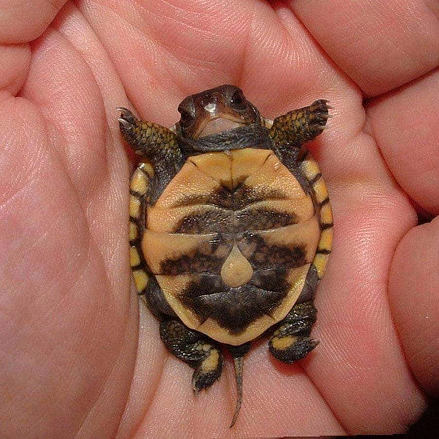 かわいいカメのフレンドリーな笑顔！ 壁紙